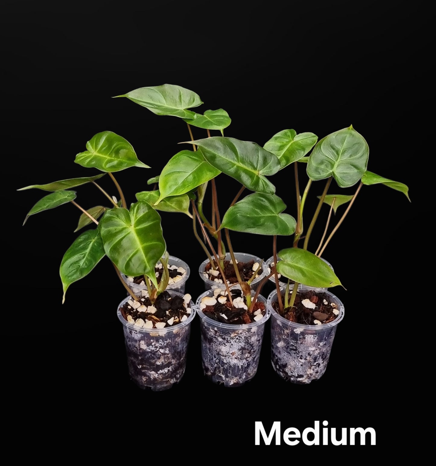 Philodendron Batch I.d " Billicosum " ( Verrucosum x Billietiae) MEDIUM