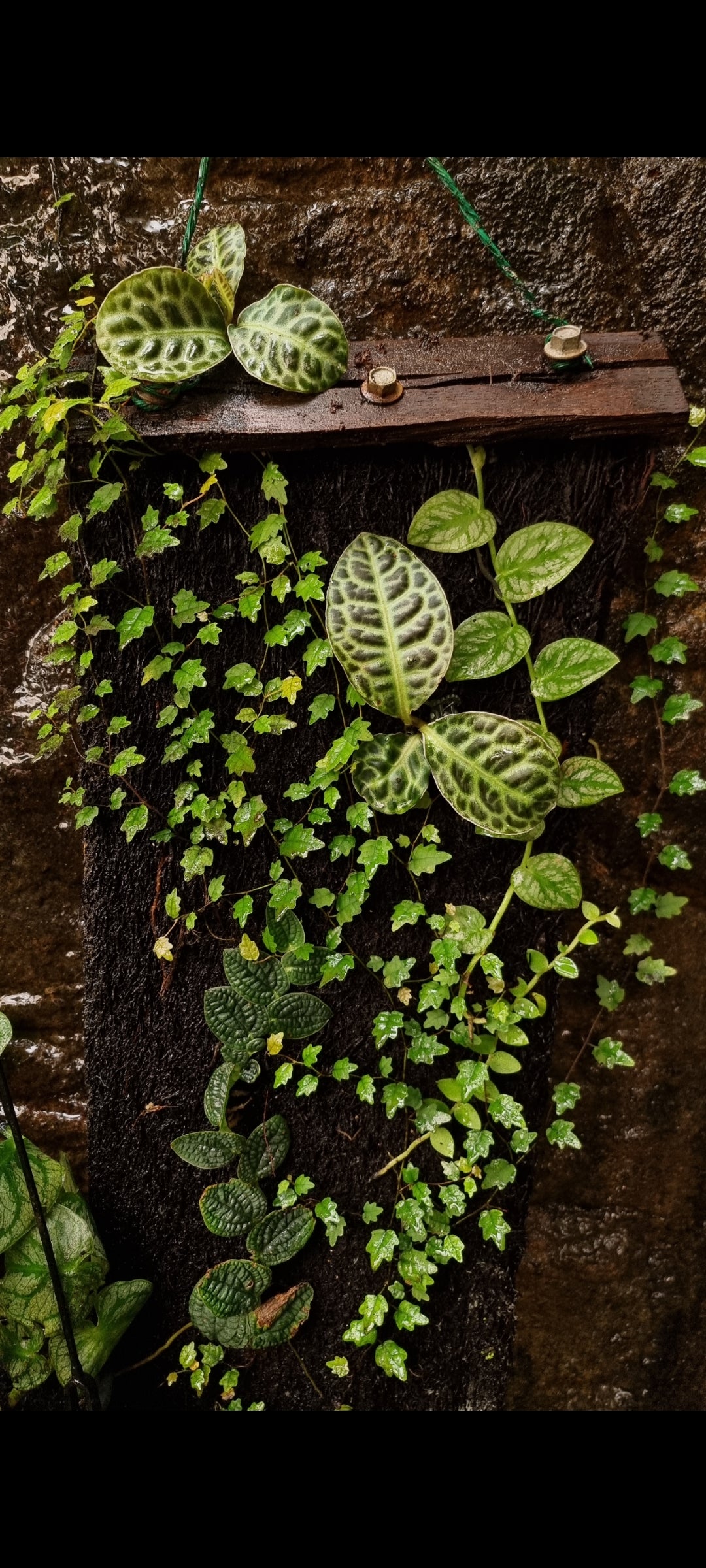String of frogs / Ficus pumila " Quercifolia "