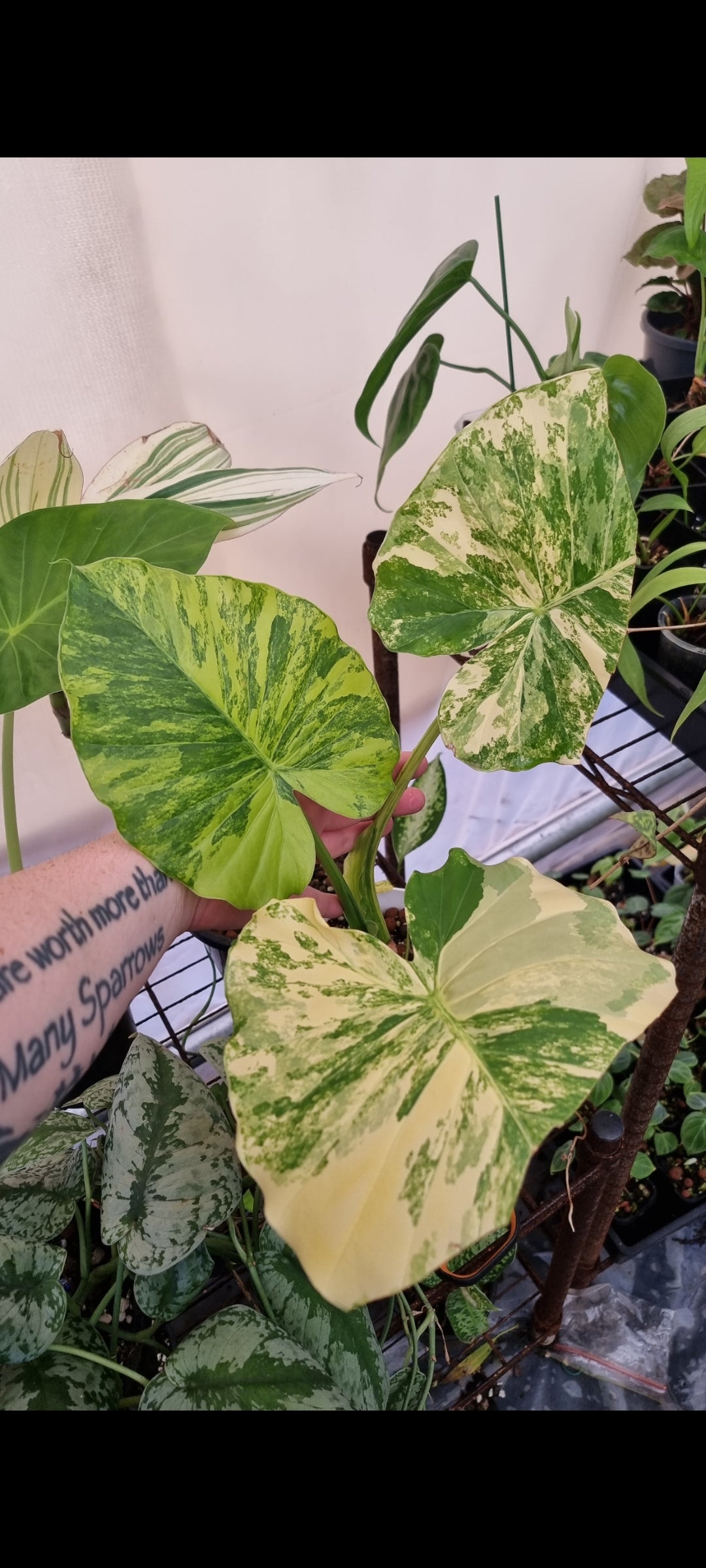 Alocasia Gageana Aurea