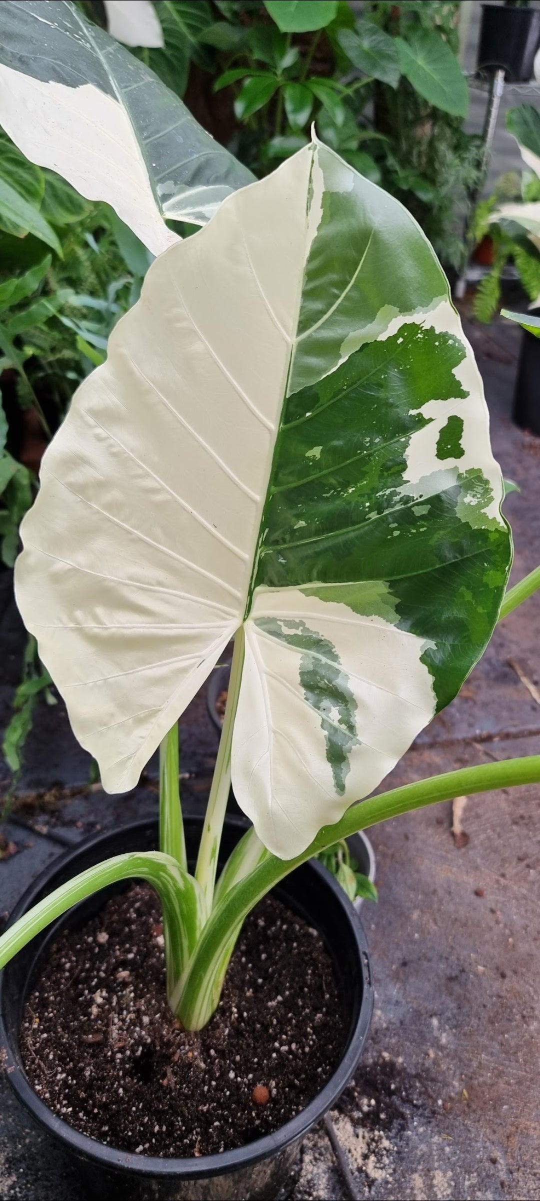 Variegated Alocasia Macrorrhiza albo