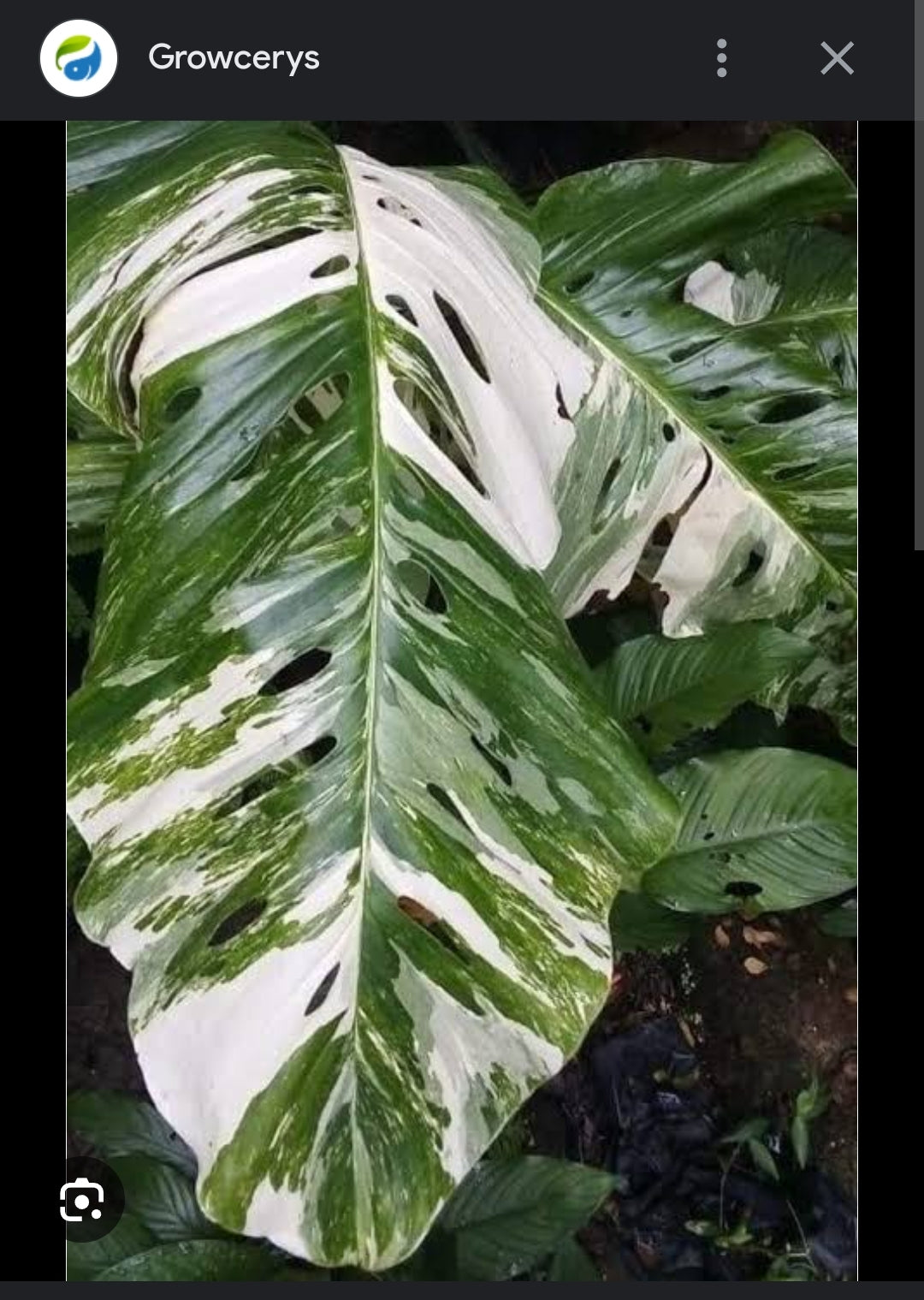 Variegated Monstera lechleriana