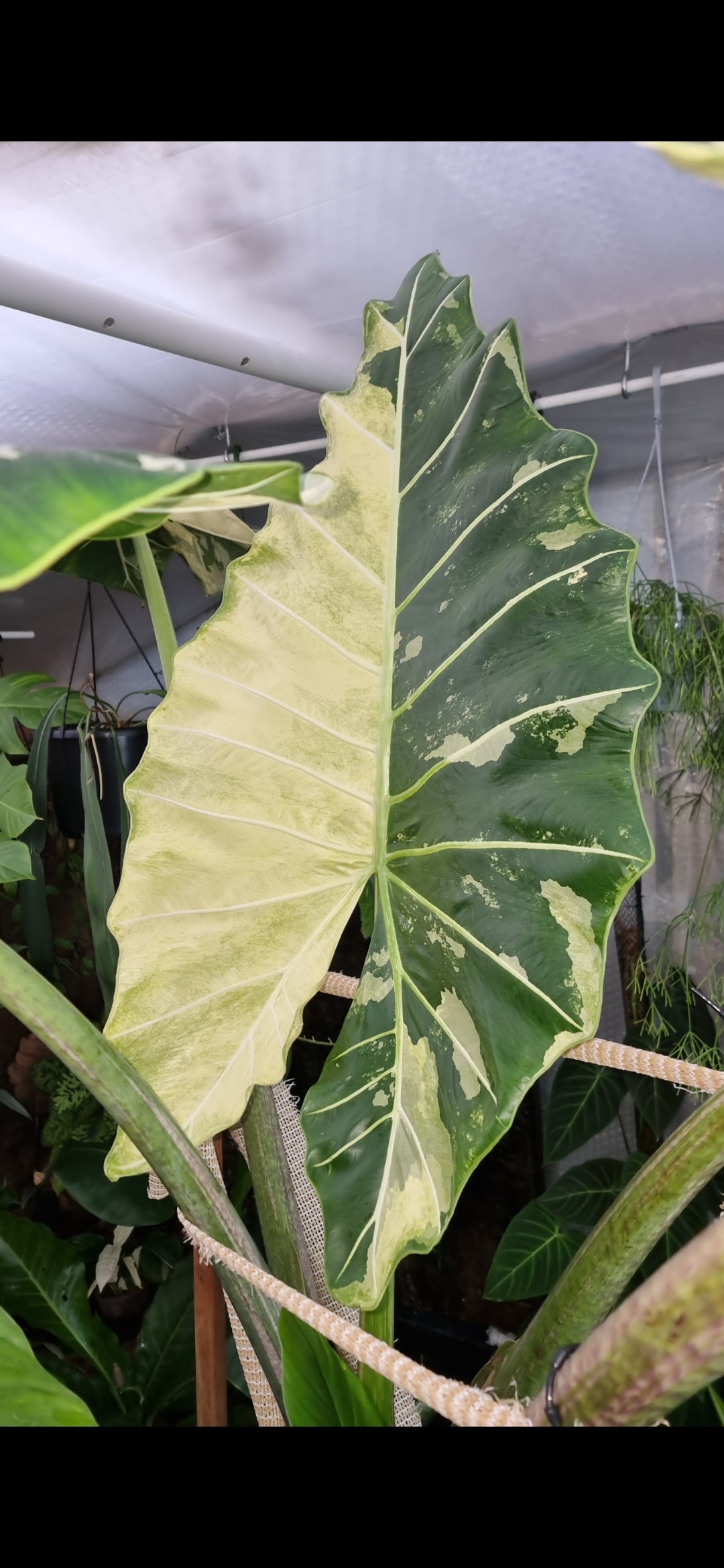 Variegated Alocasia Sarian