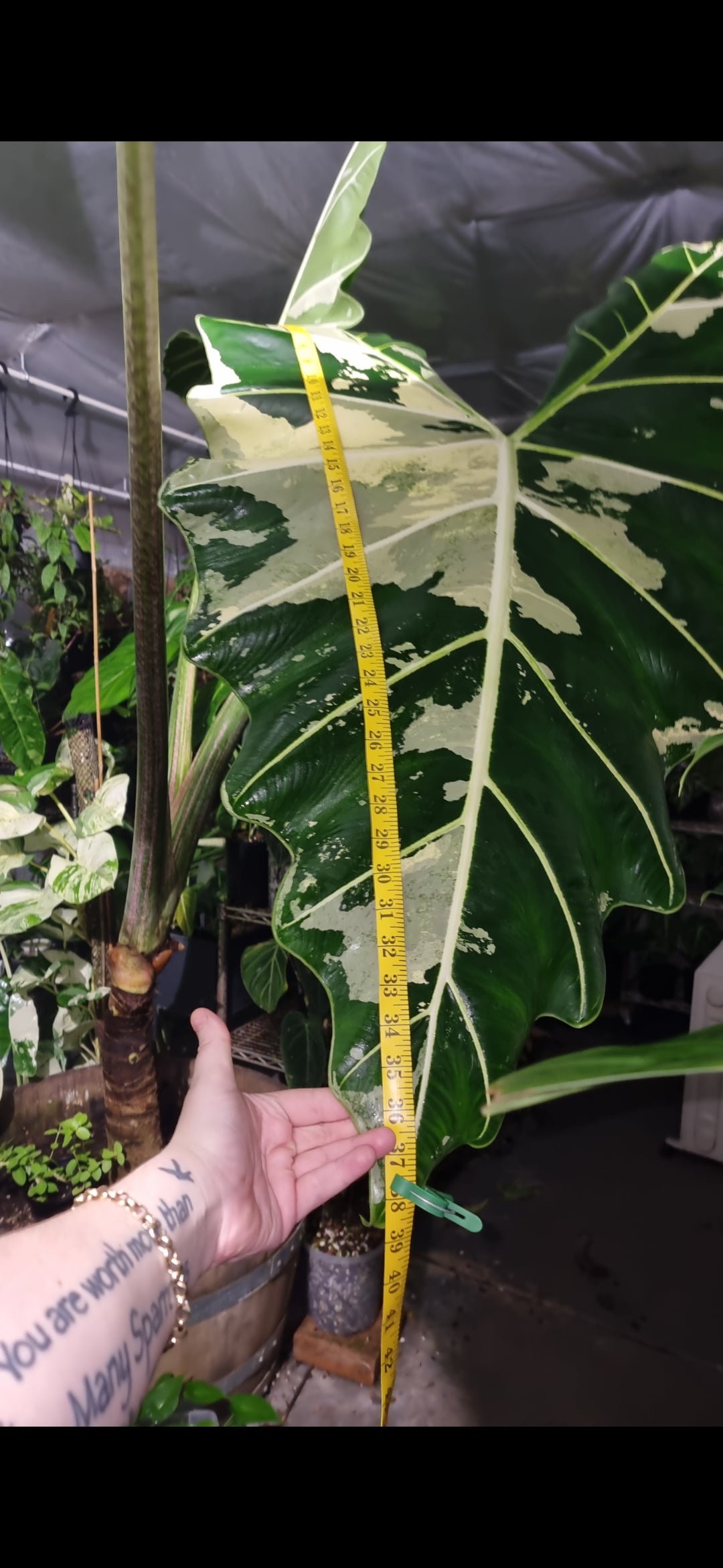 Variegated Alocasia Sarian