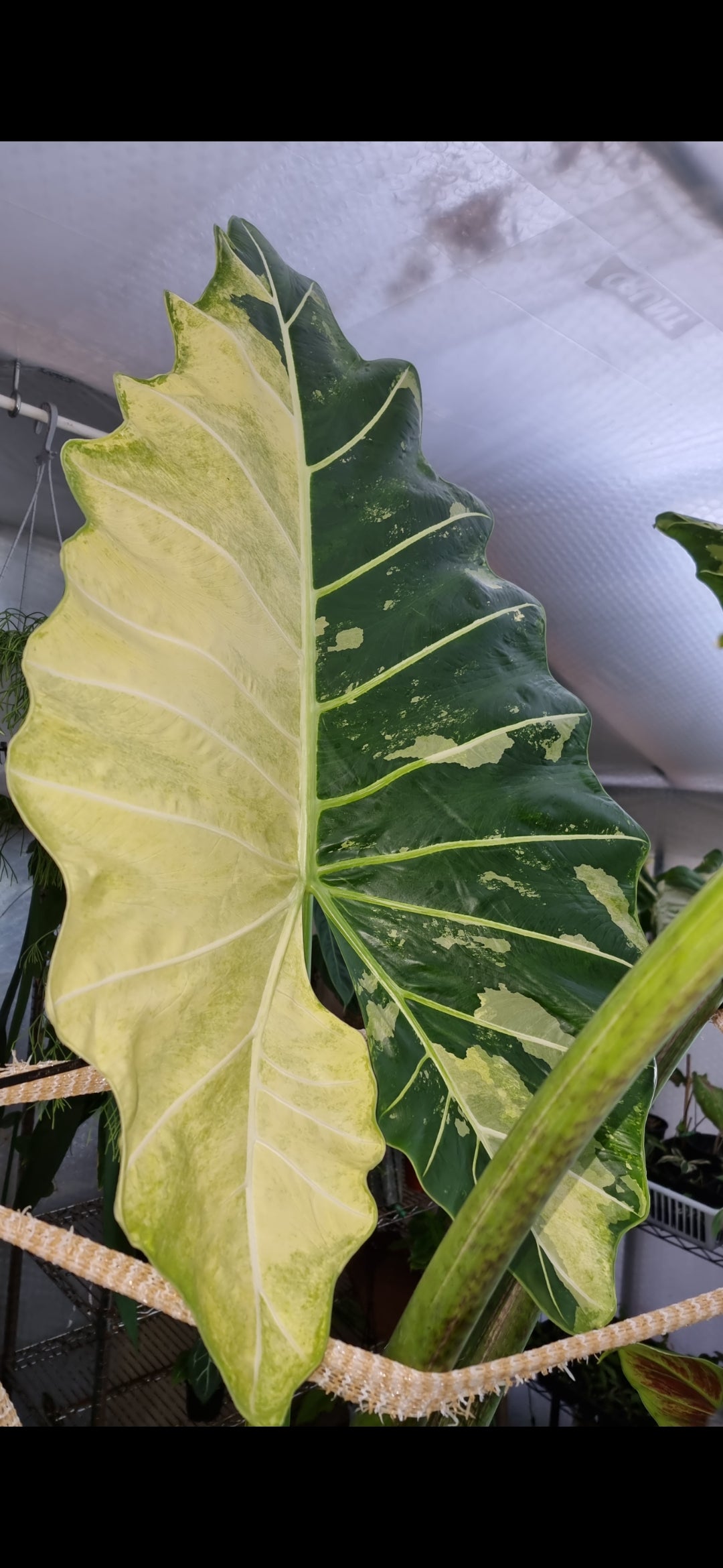 Variegated Alocasia Sarian