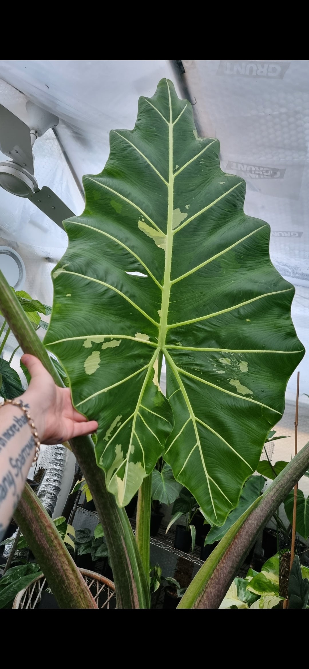 Variegated Alocasia Sarian