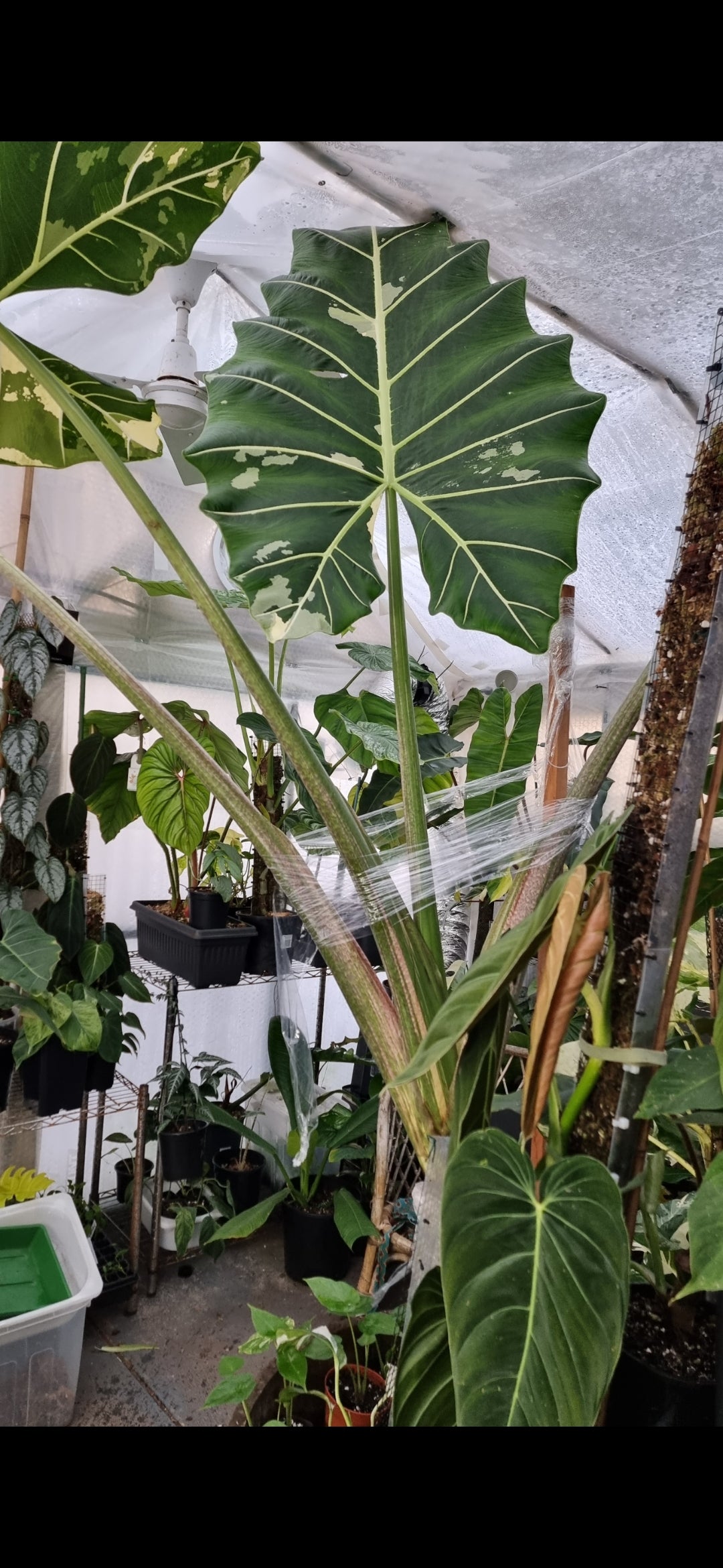 Variegated Alocasia Sarian