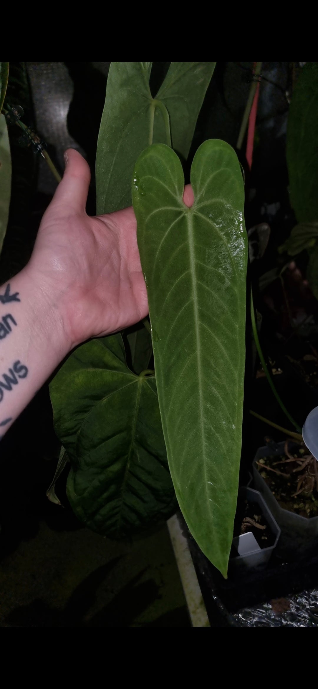 Anthurium Panamense x Warocqueanum