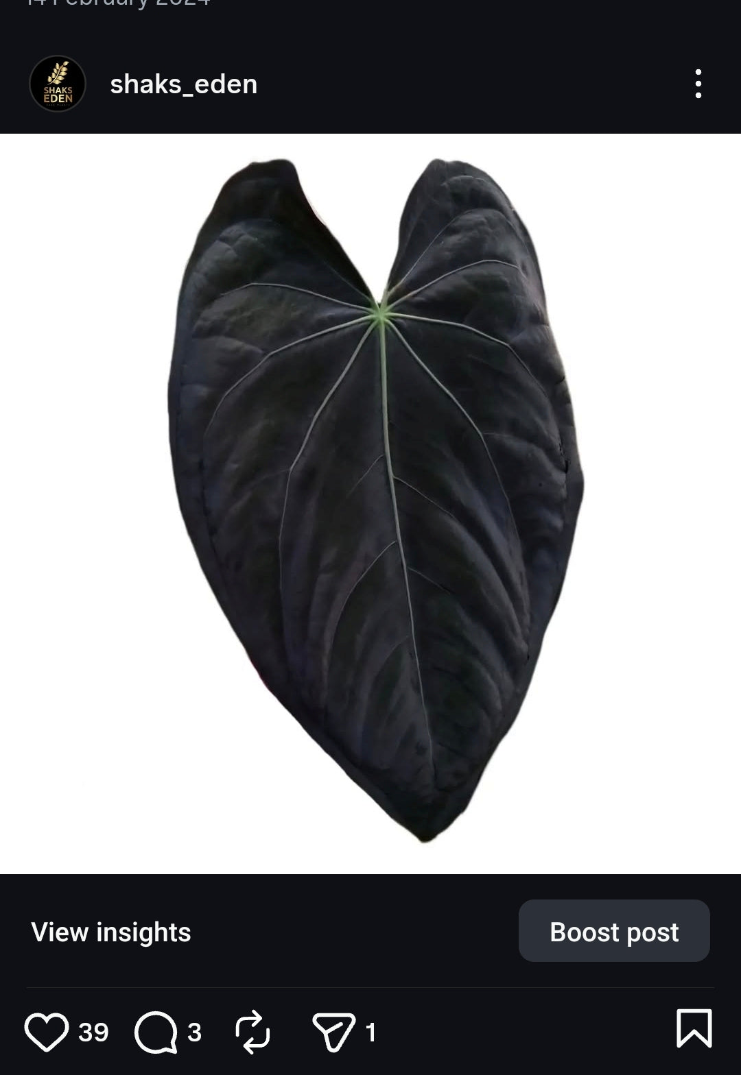 ANTHURIUM Black BEAUTY