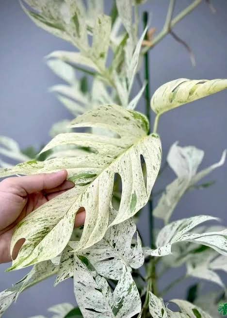 Epipremnum Pinnatum Marble King