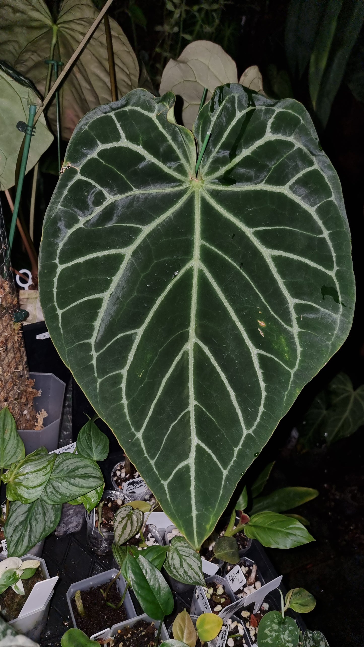 Anthurium Dark Crystallinum hybrid seedlings