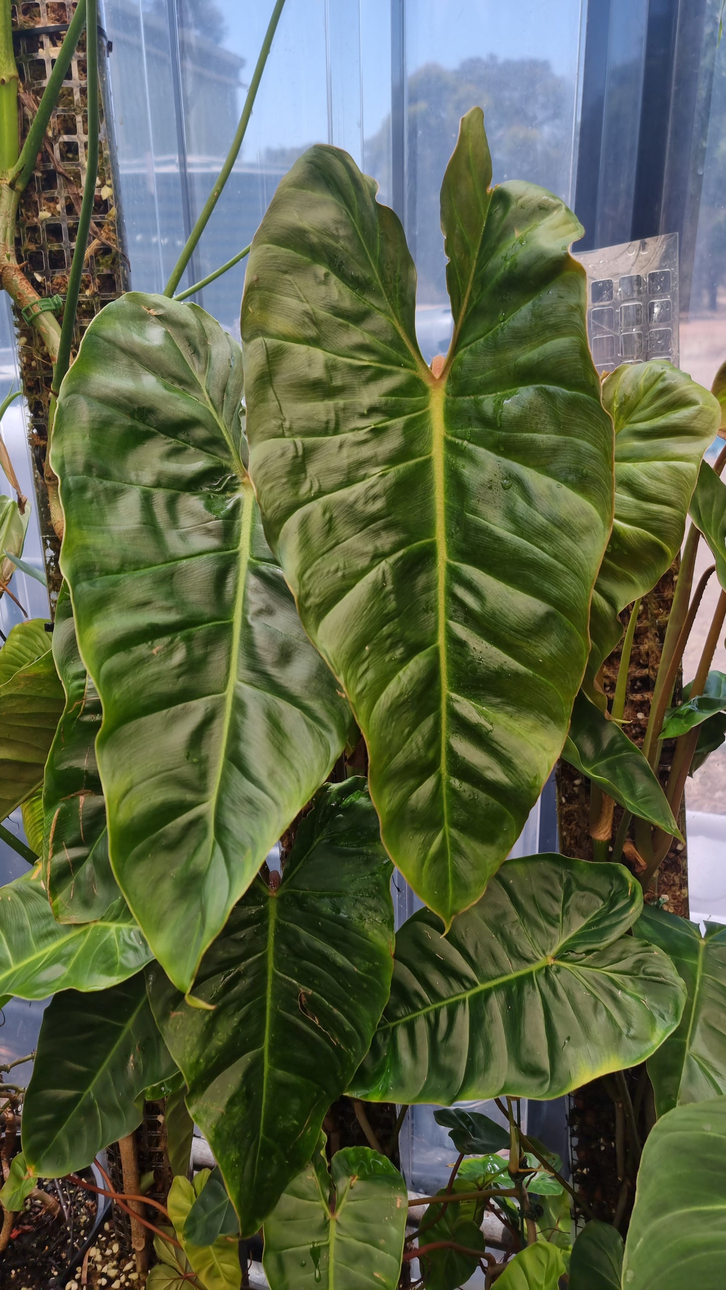 Philodendron Batch I.d " Billicosum " ( Verrucosum x Billietiae) SMALL