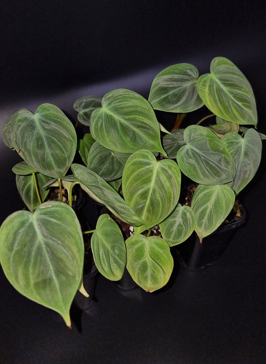 Philodendron Rubrijuvenile ( el choco ) MEDIUM