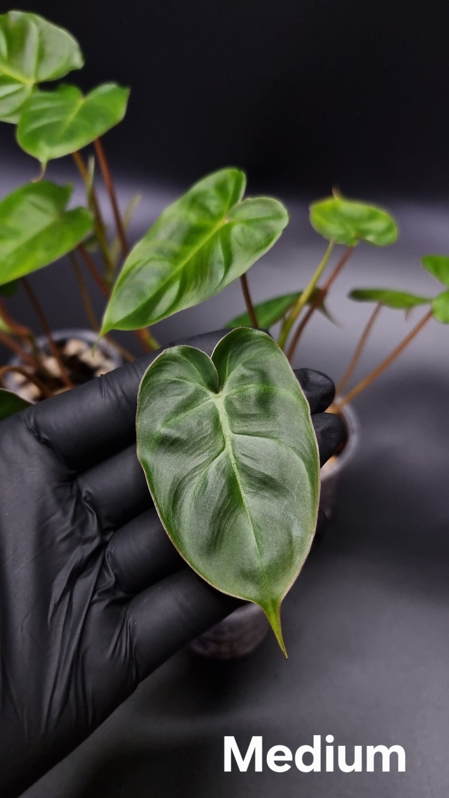Philodendron Batch I.d " Billicosum " ( Verrucosum x Billietiae) MEDIUM