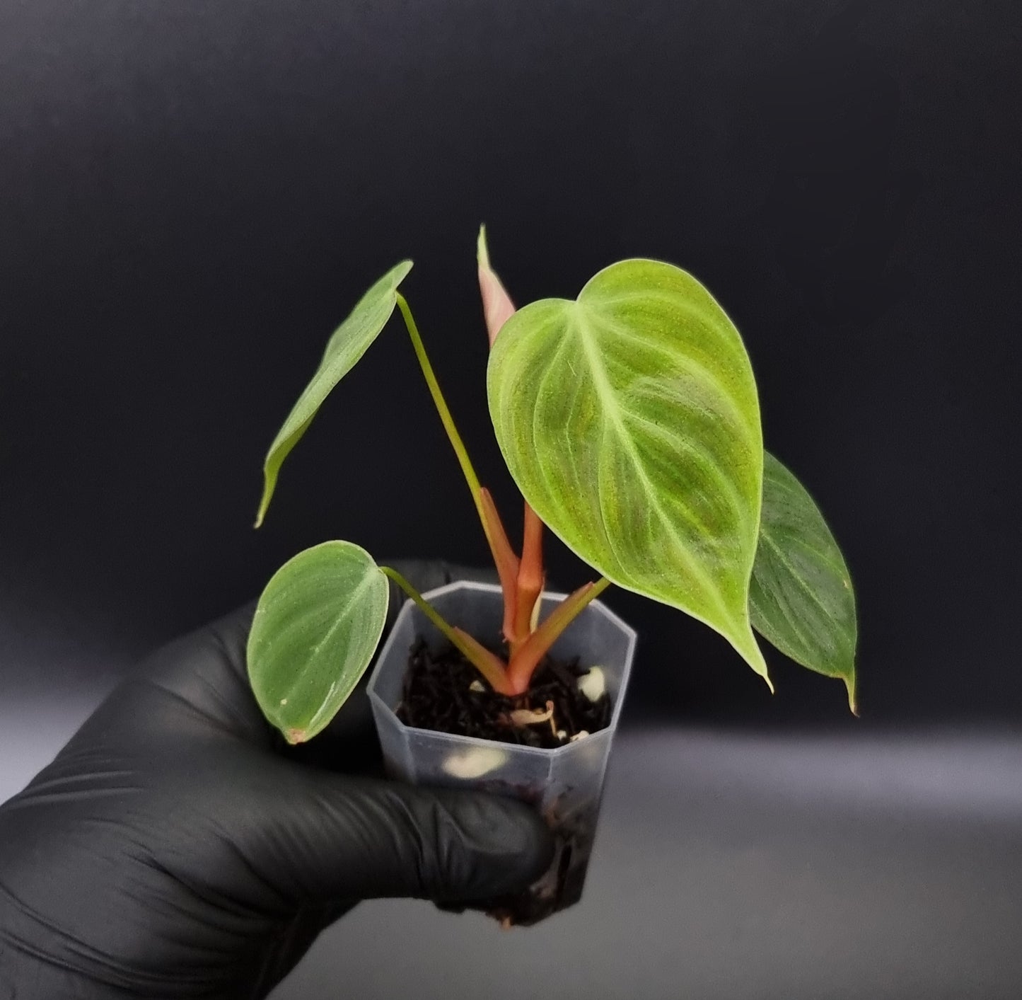 Philodendron Rubrijuvenile ( el choco ) SMALL