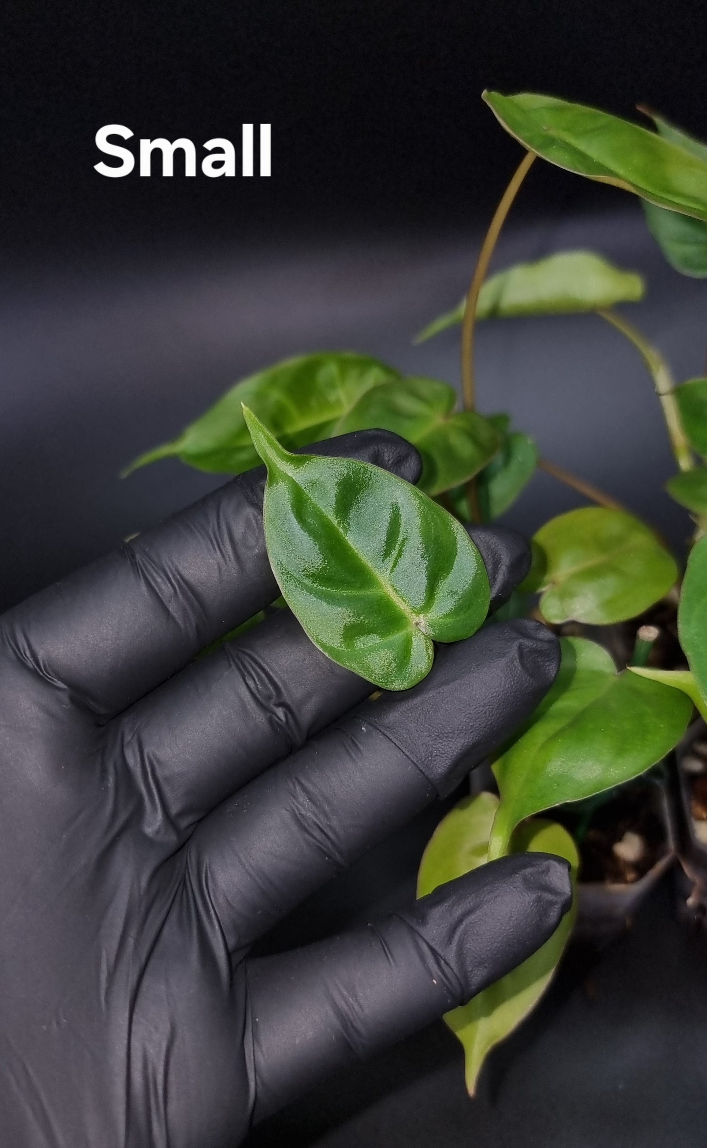 Philodendron Batch I.d " Billicosum " ( Verrucosum x Billietiae) SMALL