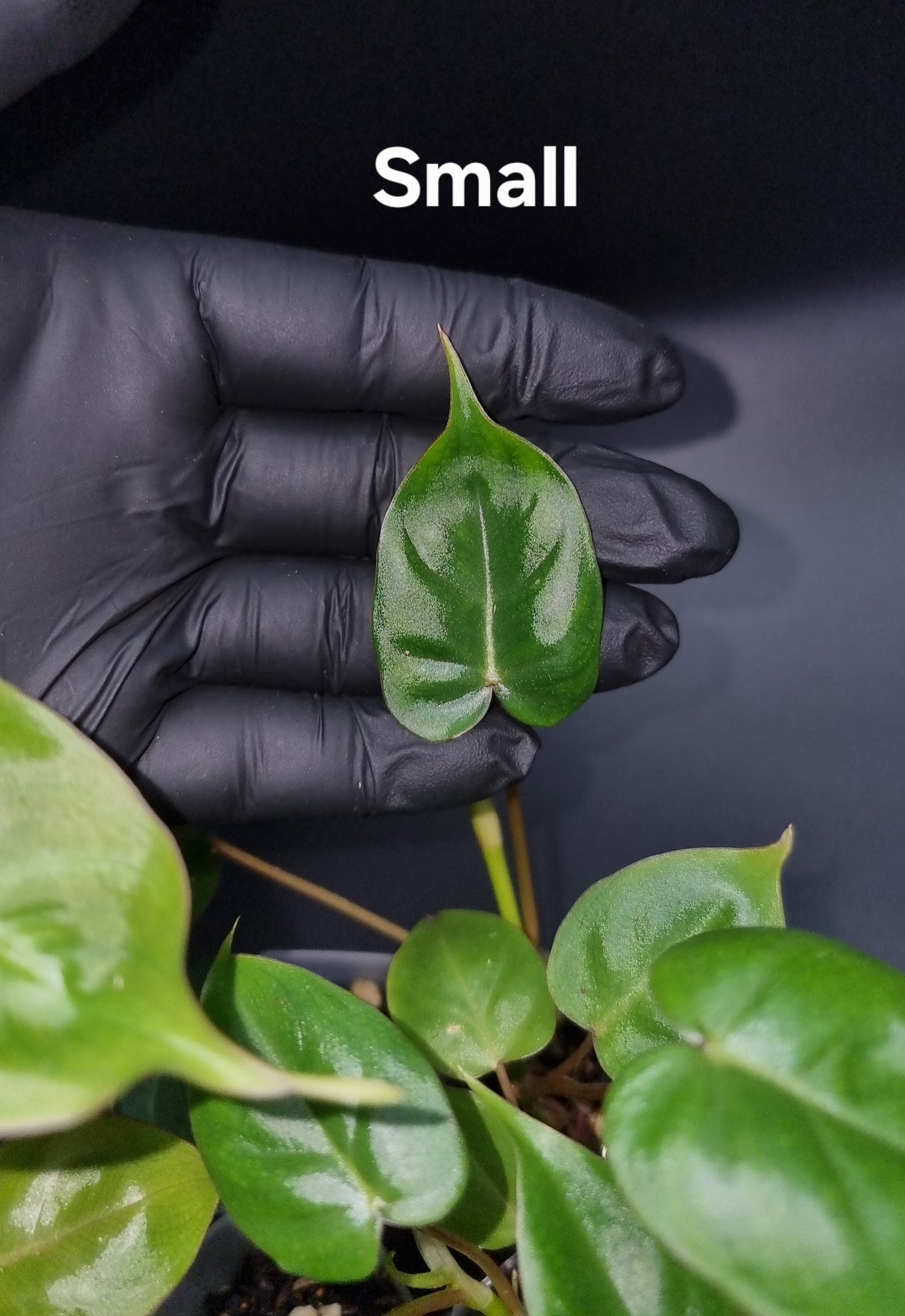 Philodendron Batch I.d " Billicosum " ( Verrucosum x Billietiae) SMALL