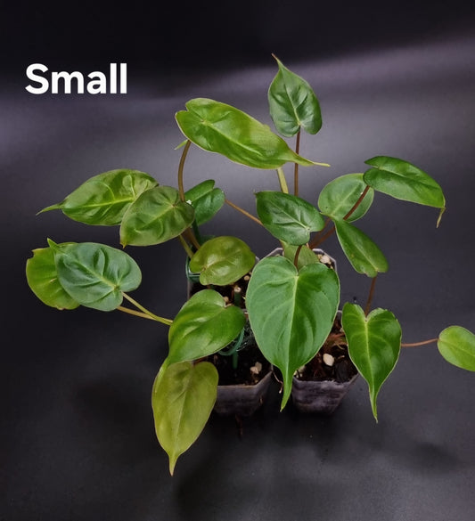 Philodendron Batch I.d " Billicosum " ( Verrucosum x Billietiae) SMALL