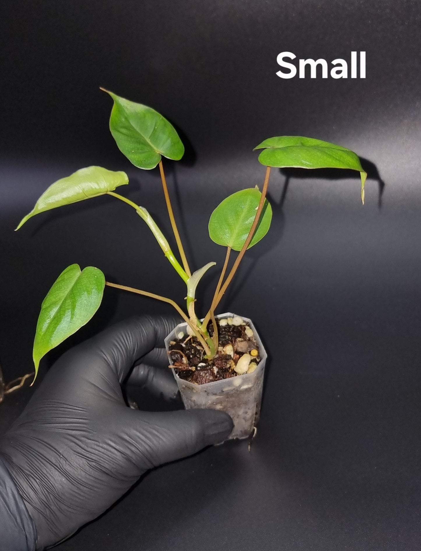 Philodendron Batch I.d " Billicosum " ( Verrucosum x Billietiae) SMALL