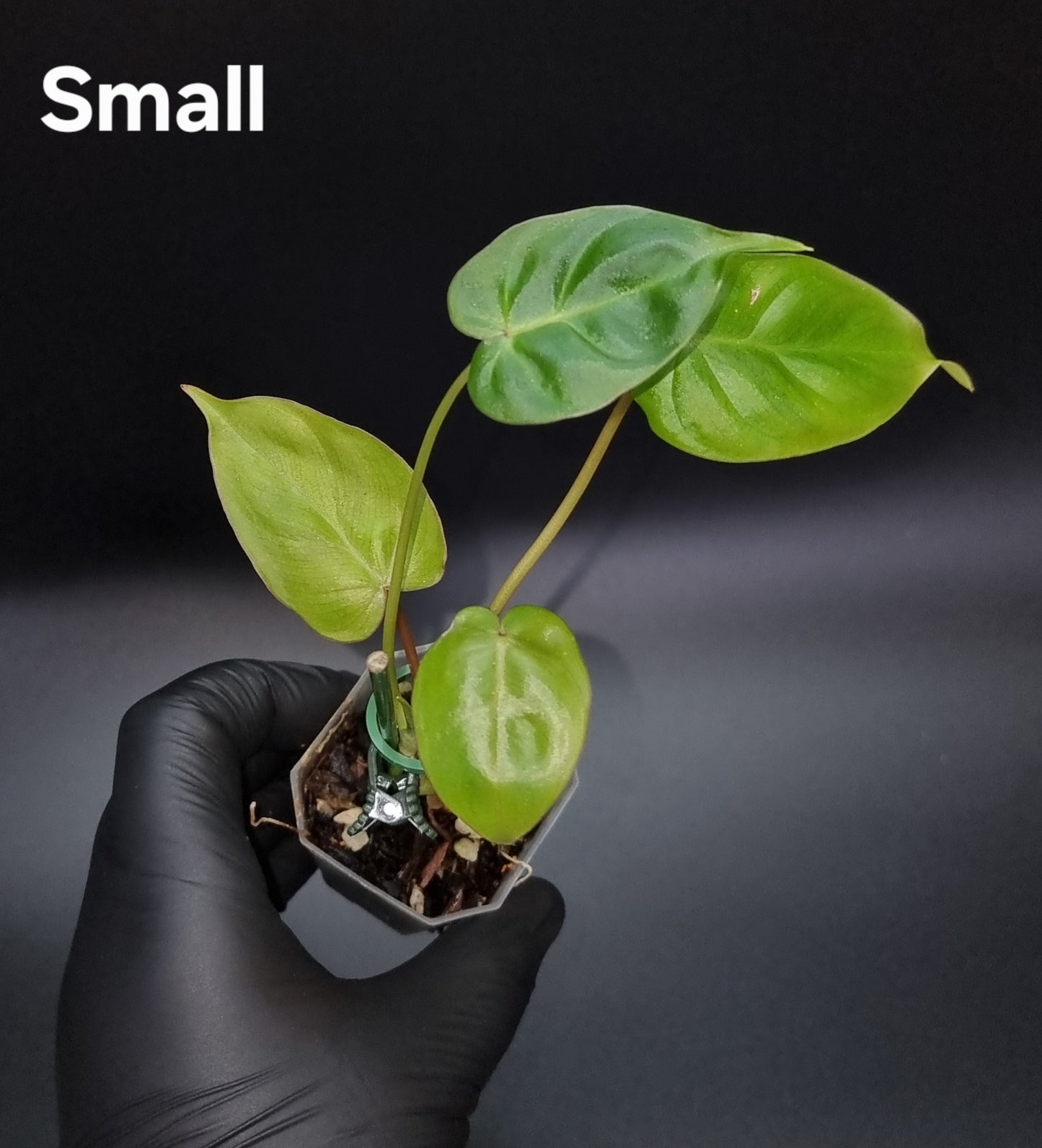 Philodendron Batch I.d " Billicosum " ( Verrucosum x Billietiae) SMALL