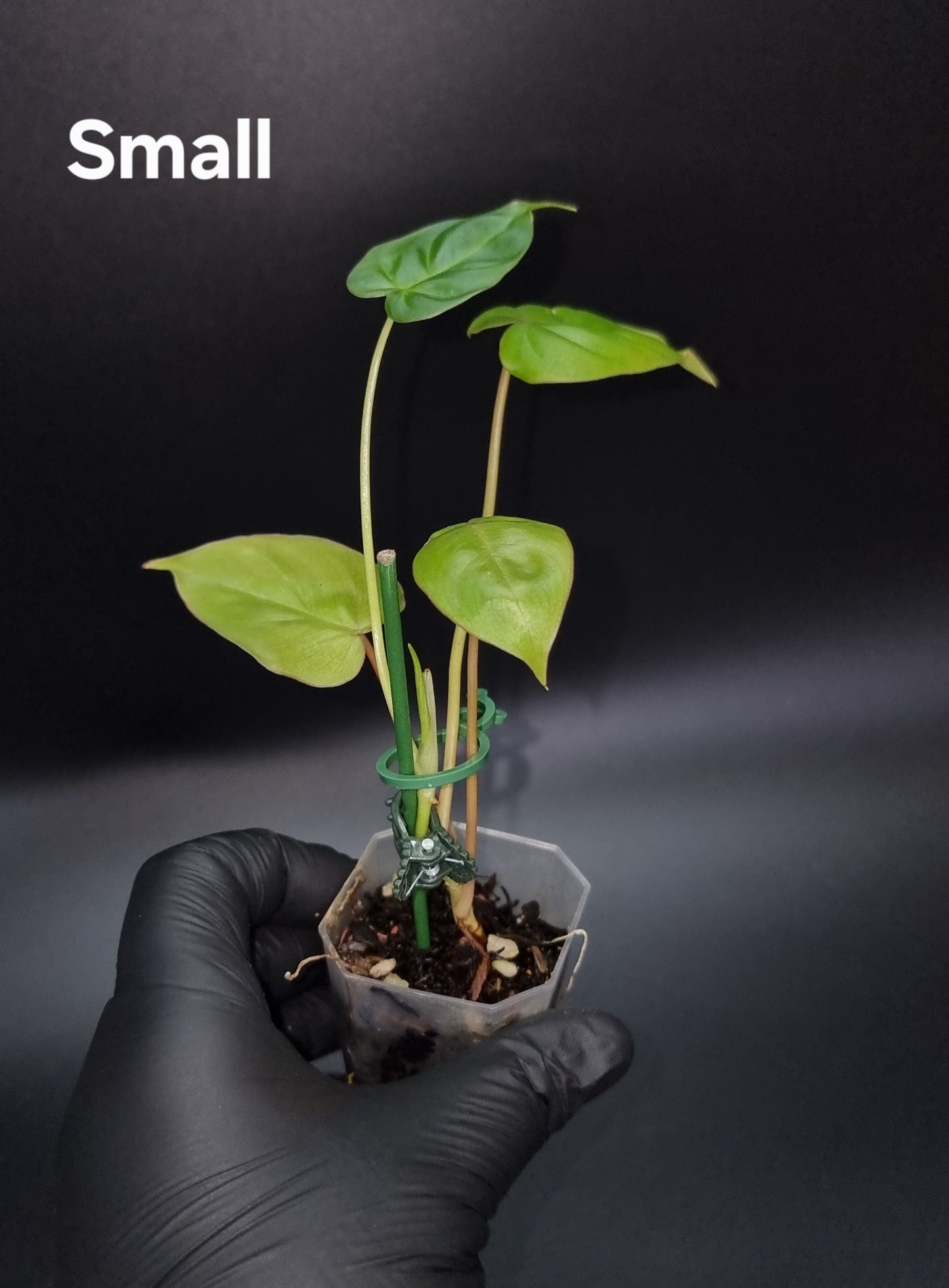 Philodendron Batch I.d " Billicosum " ( Verrucosum x Billietiae) SMALL