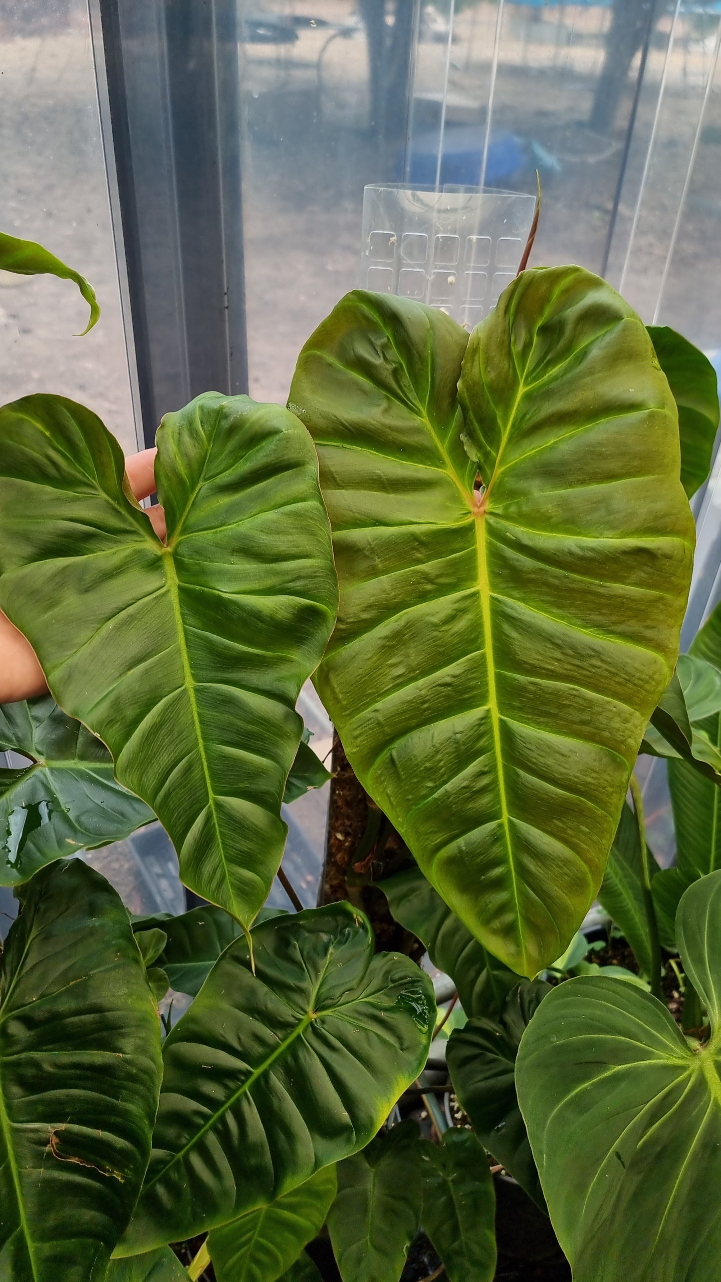 Philodendron Batch I.d " Billicosum " ( Verrucosum x Billietiae) SMALL