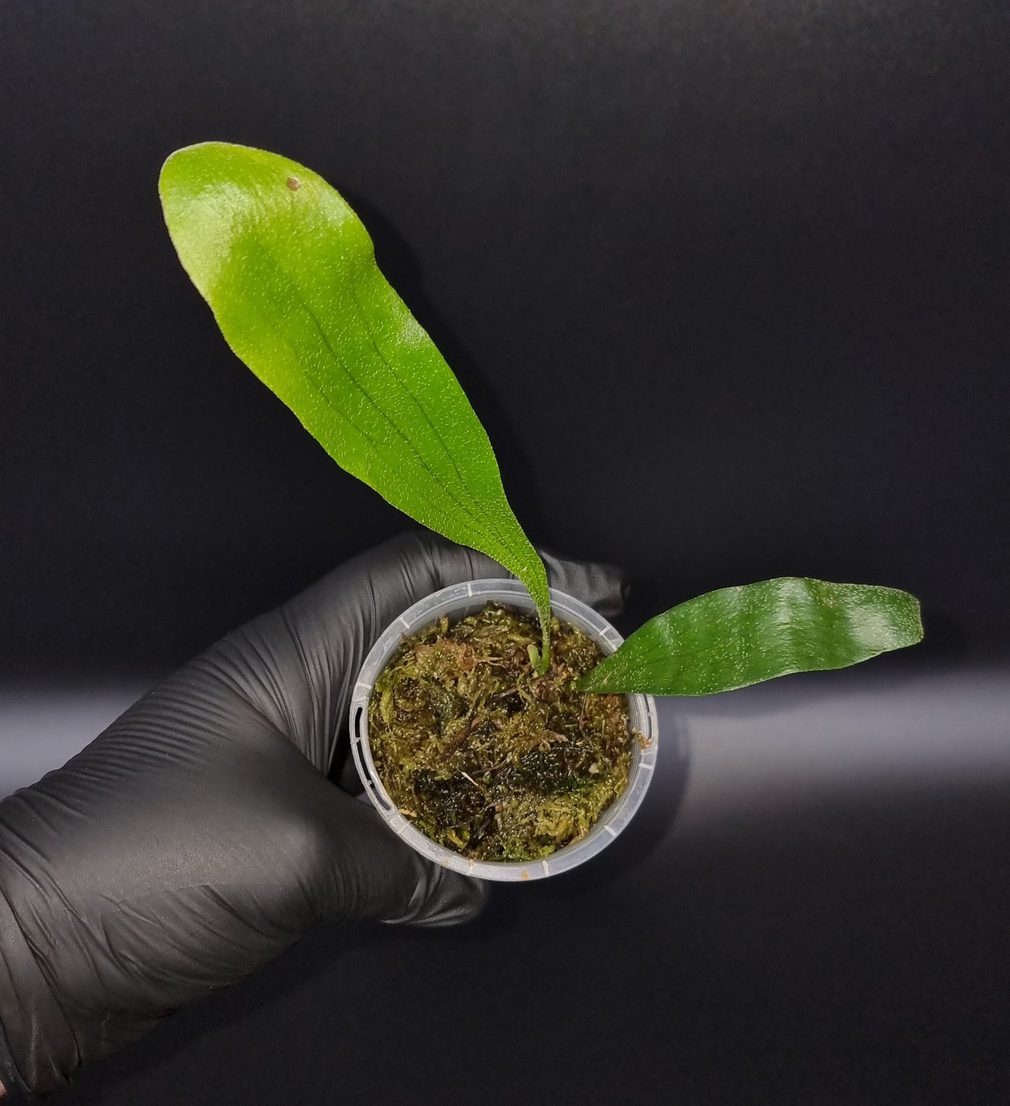Elkhorn Fern