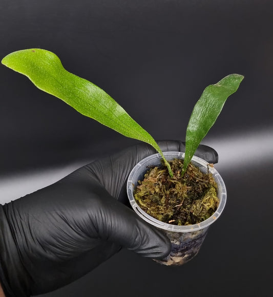 Elkhorn Fern