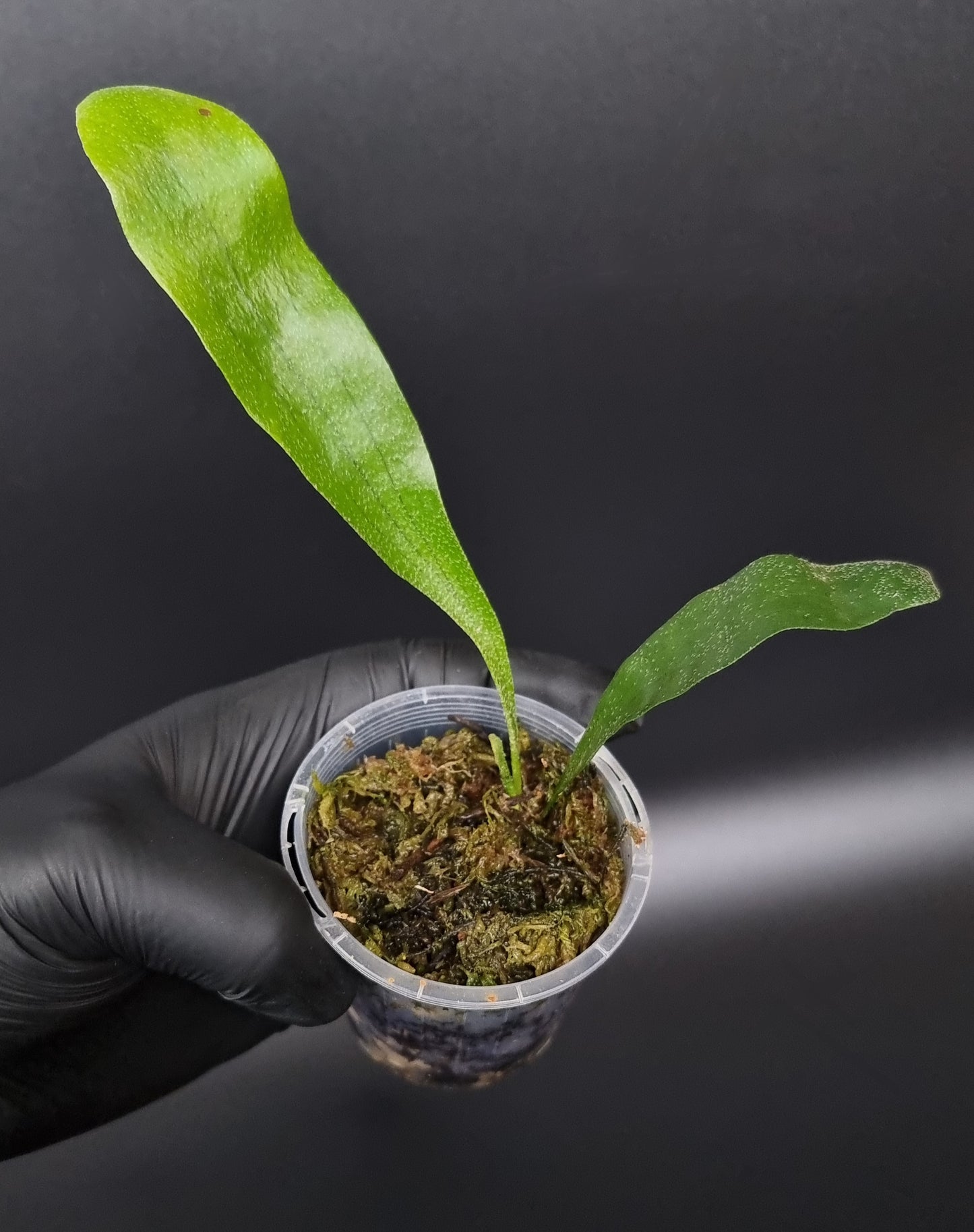 Elkhorn Fern