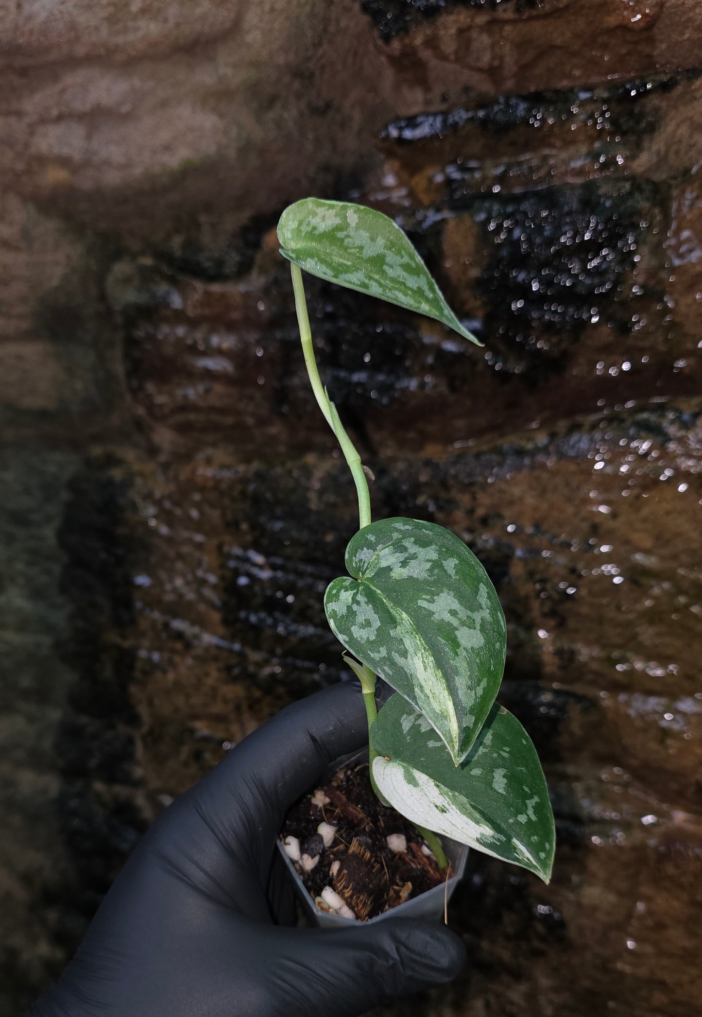 Variegated Scindapsus Mayari