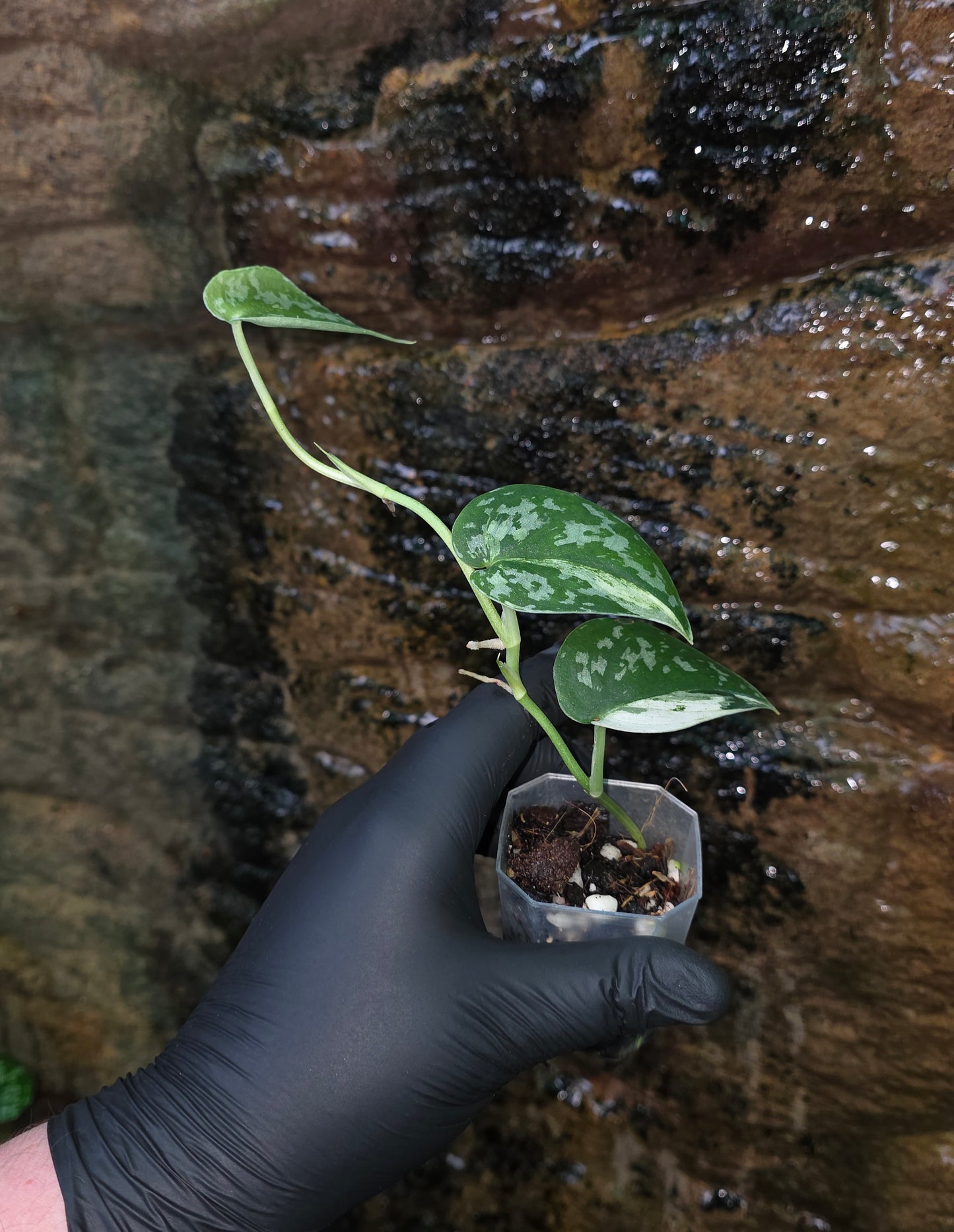 Variegated Scindapsus Mayari