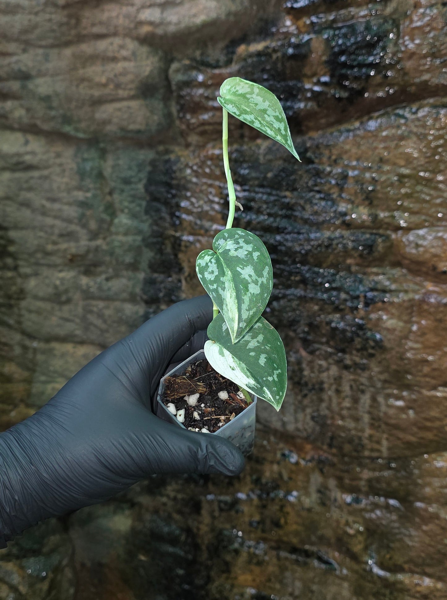 Variegated Scindapsus Mayari