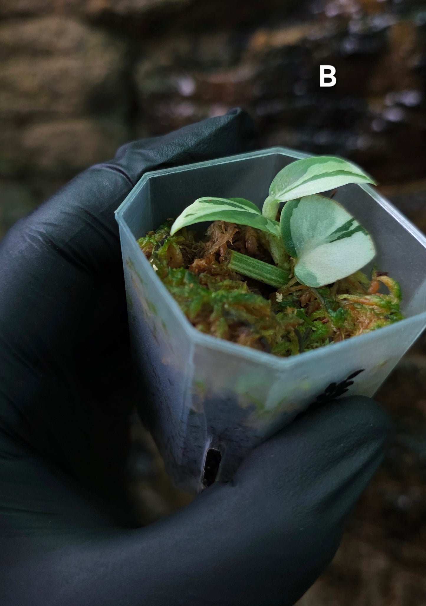 Raphidophora Hongkongenis albo