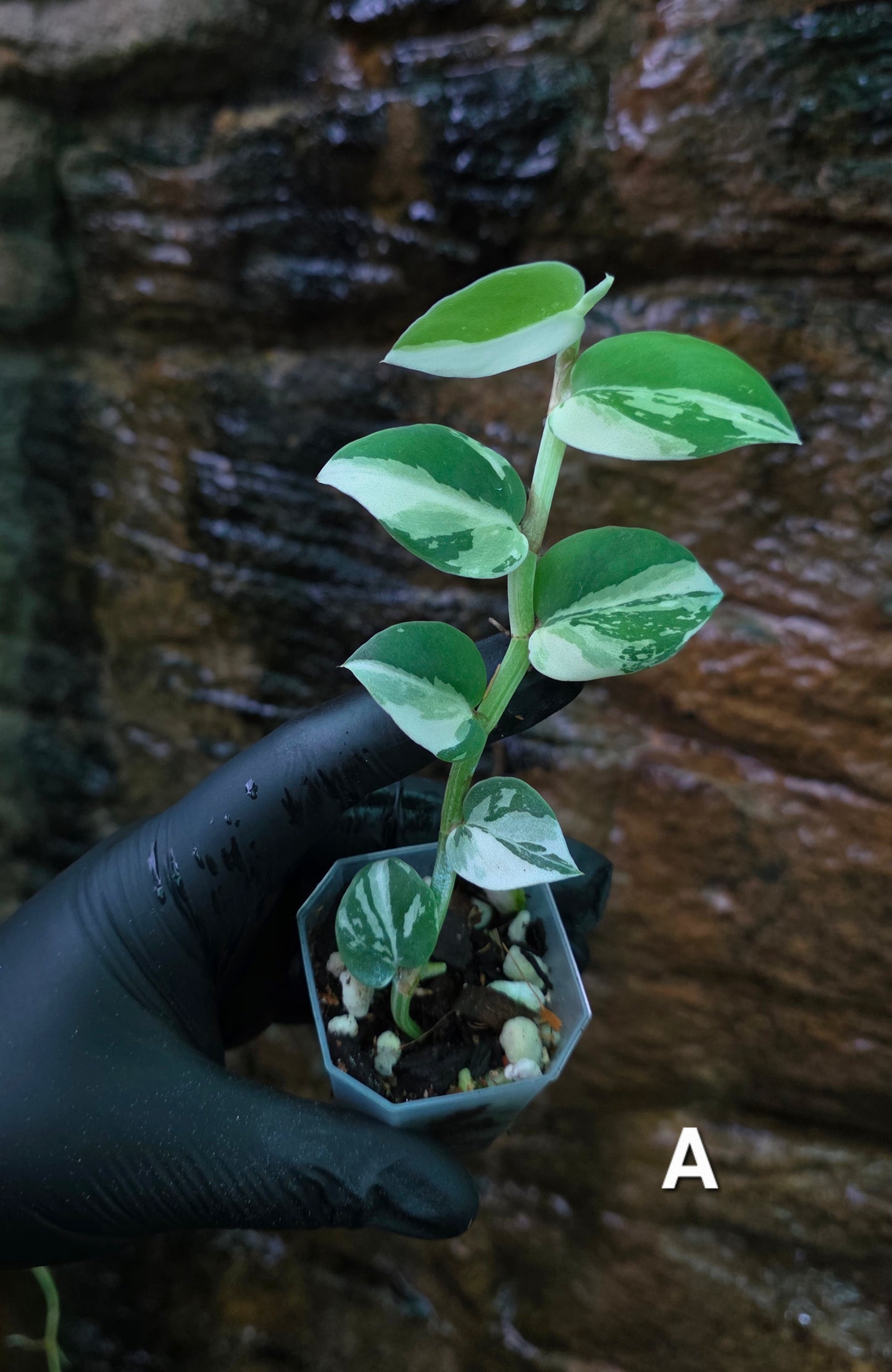 Raphidophora Hongkongenis albo
