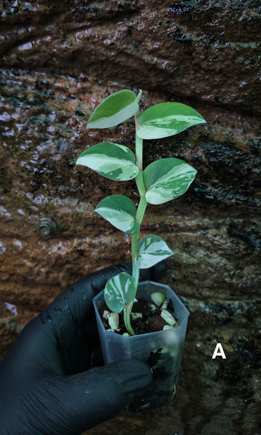Raphidophora Hongkongenis albo