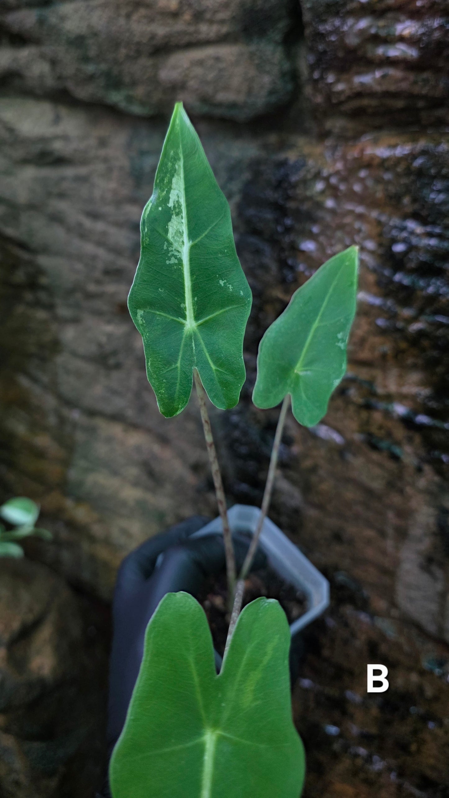 Variegated Alocasia Sarian
