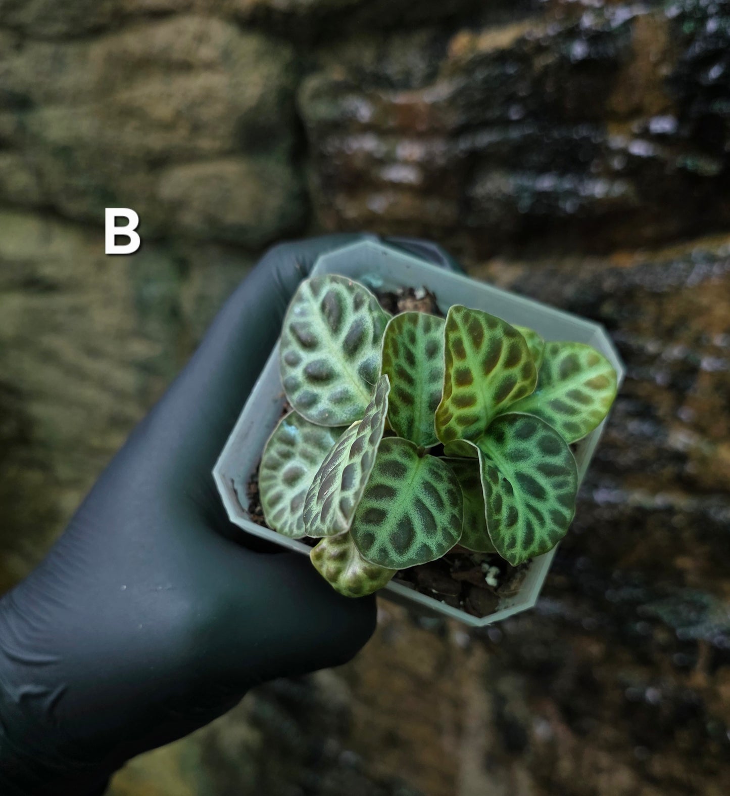 Labisia Turtle Back