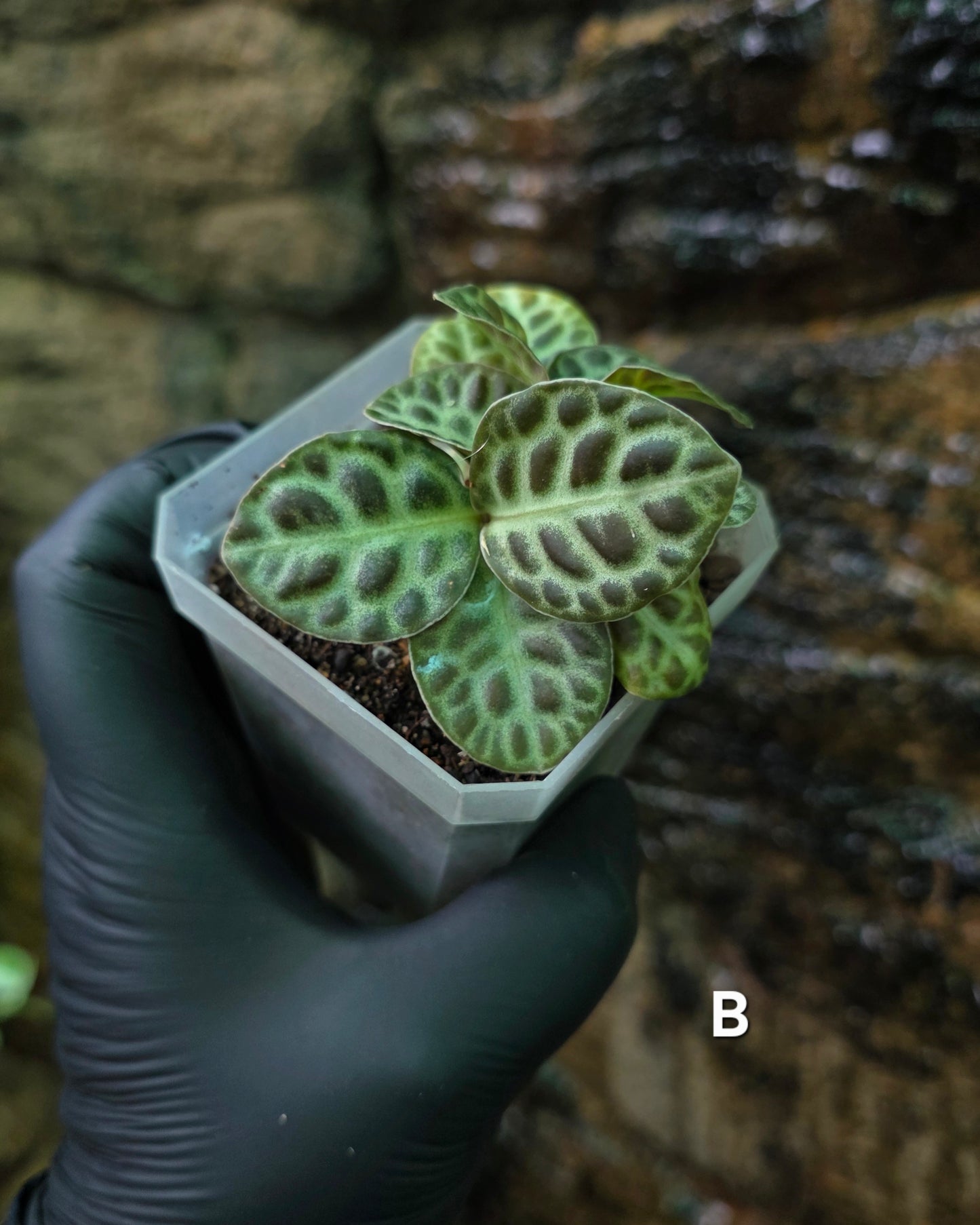 Labisia Turtle Back