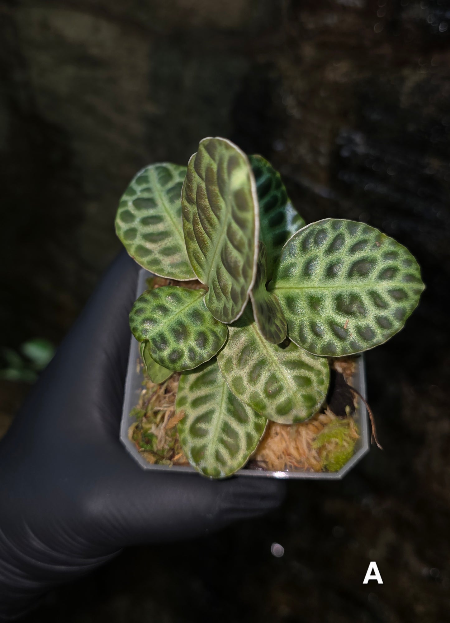 Labisia Turtle Back