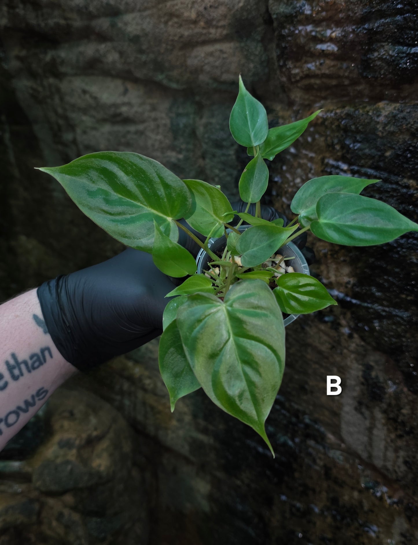 Philodendron Batch I.d " Billicosum " (Verrucosum x Billietiae) MULTIPLANTED