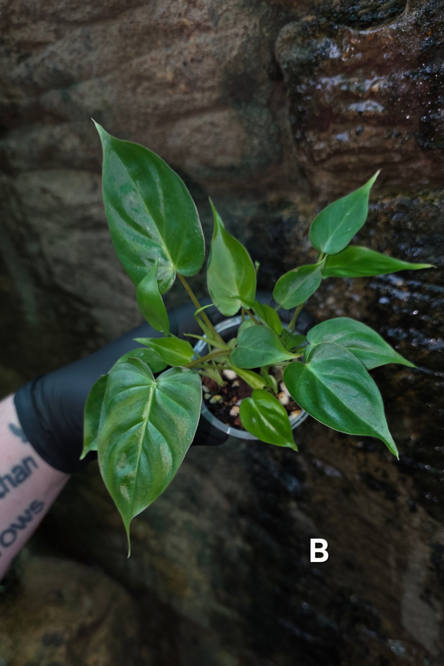 Philodendron Batch I.d " Billicosum " (Verrucosum x Billietiae) MULTIPLANTED