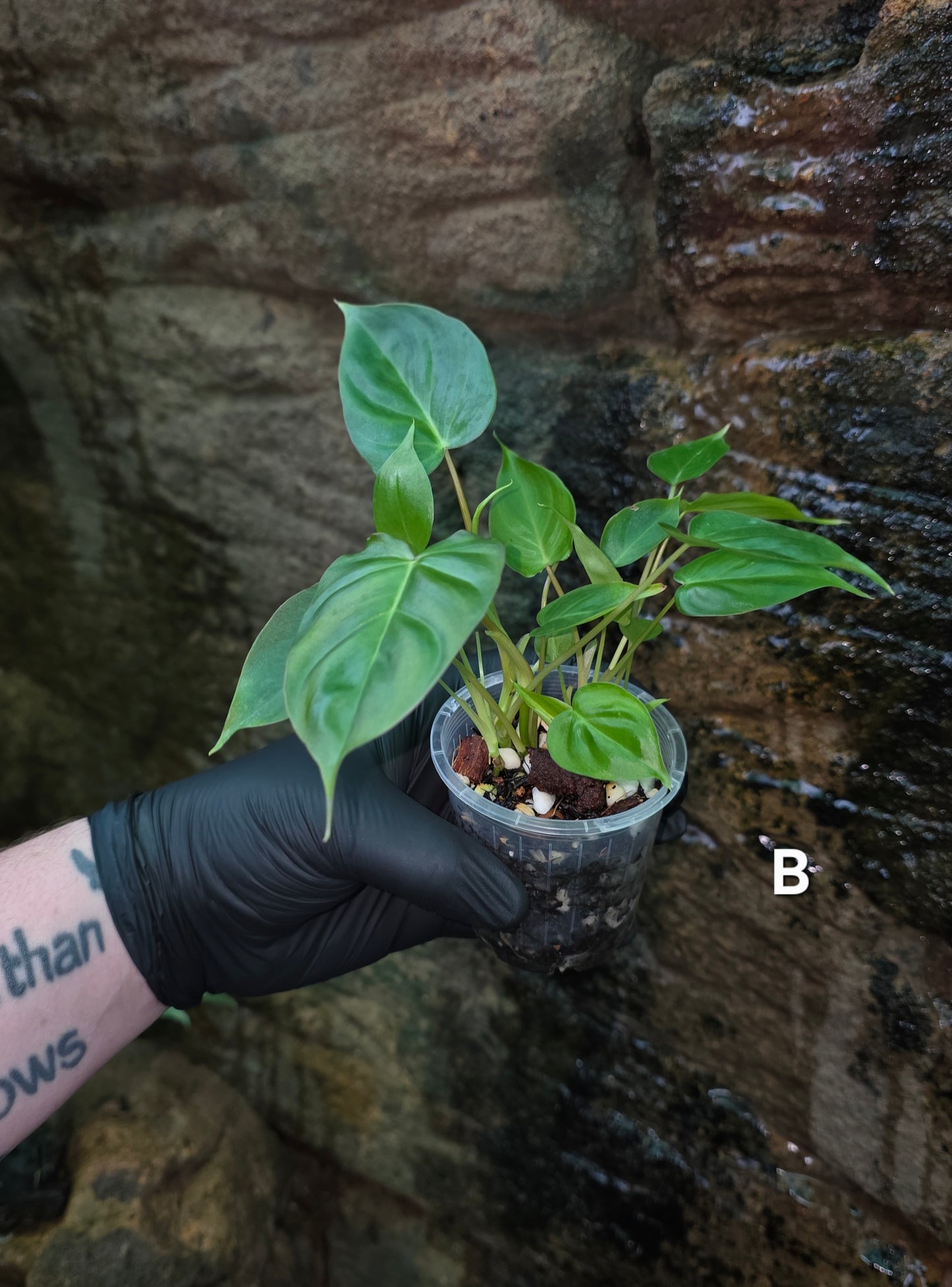 Philodendron Batch I.d " Billicosum " (Verrucosum x Billietiae) MULTIPLANTED