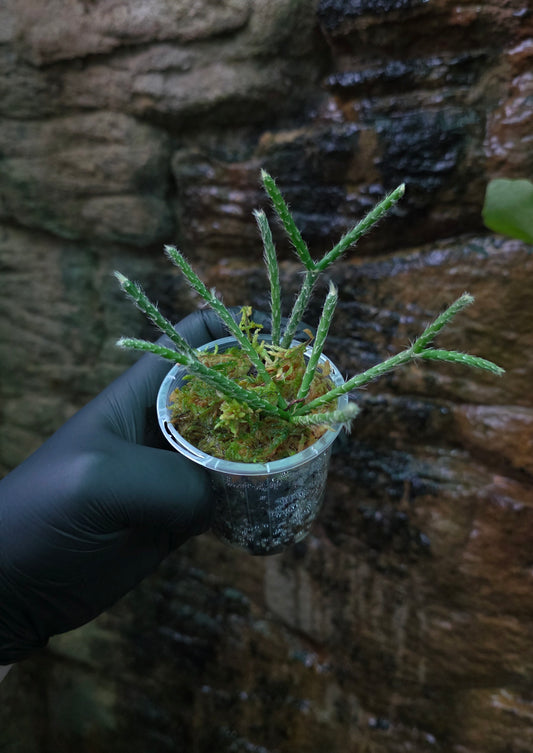 Rhipsalis baccifera
