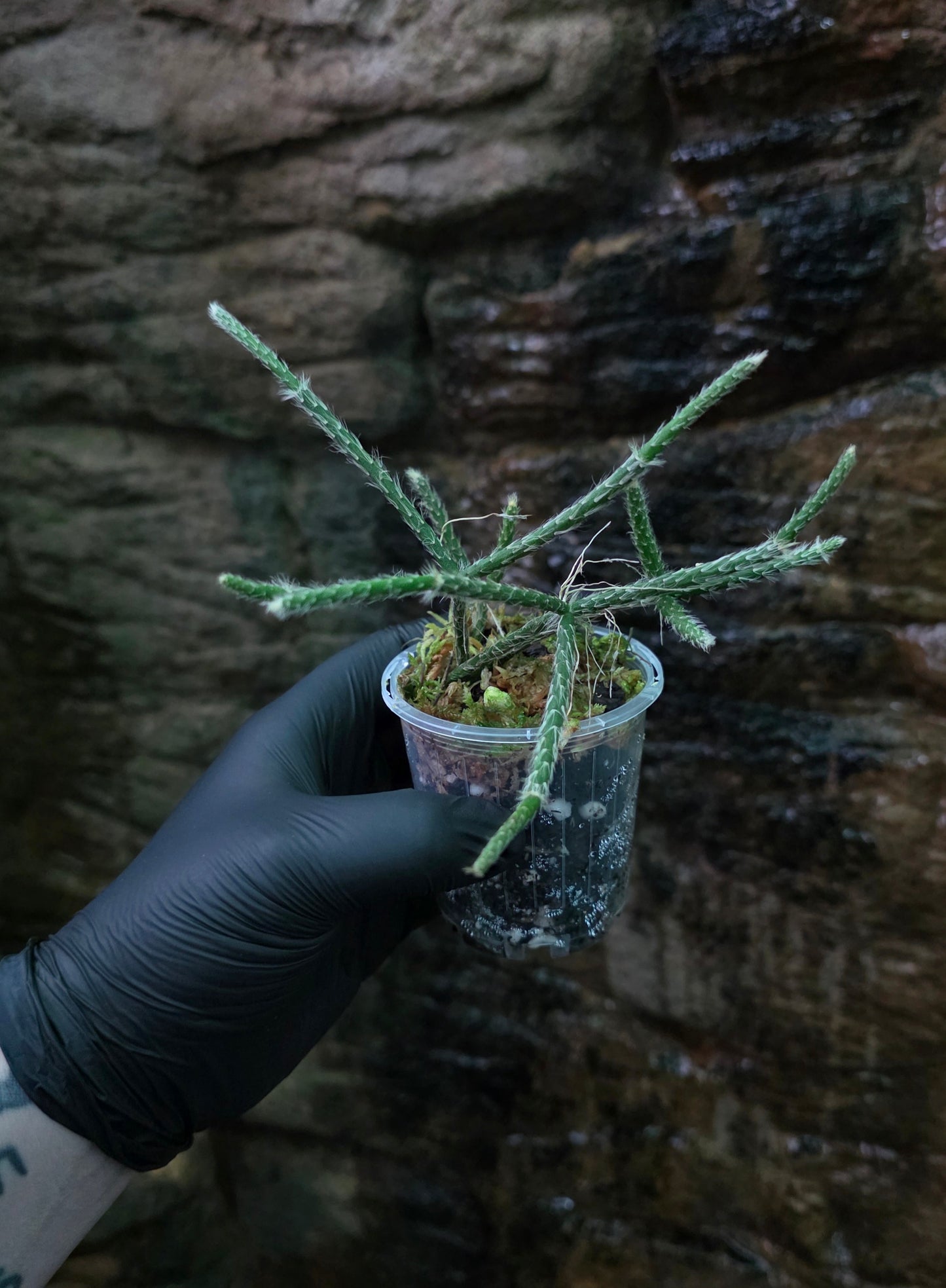 Rhipsalis baccifera