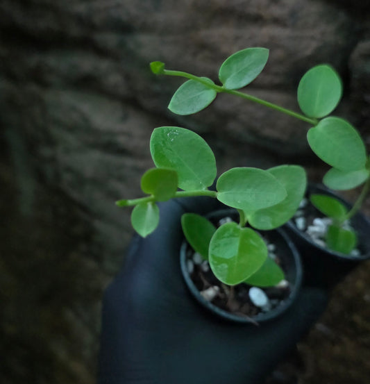 Hoya cumingiana