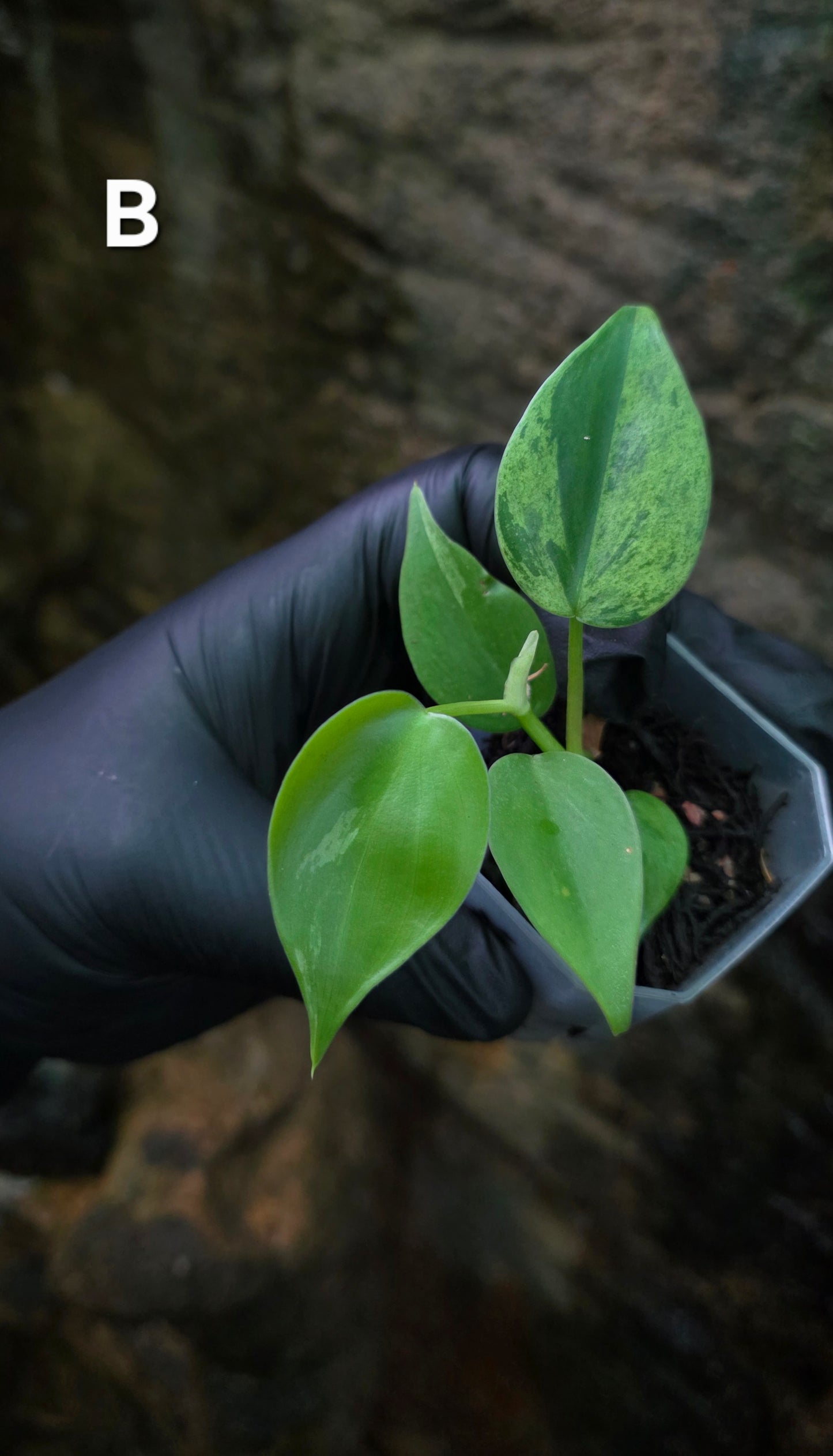 Variegated Philodendron Heart leaf