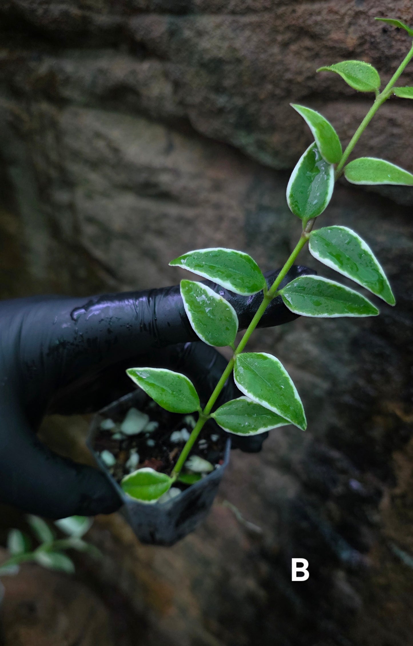 Hoya Bella outer Variegated