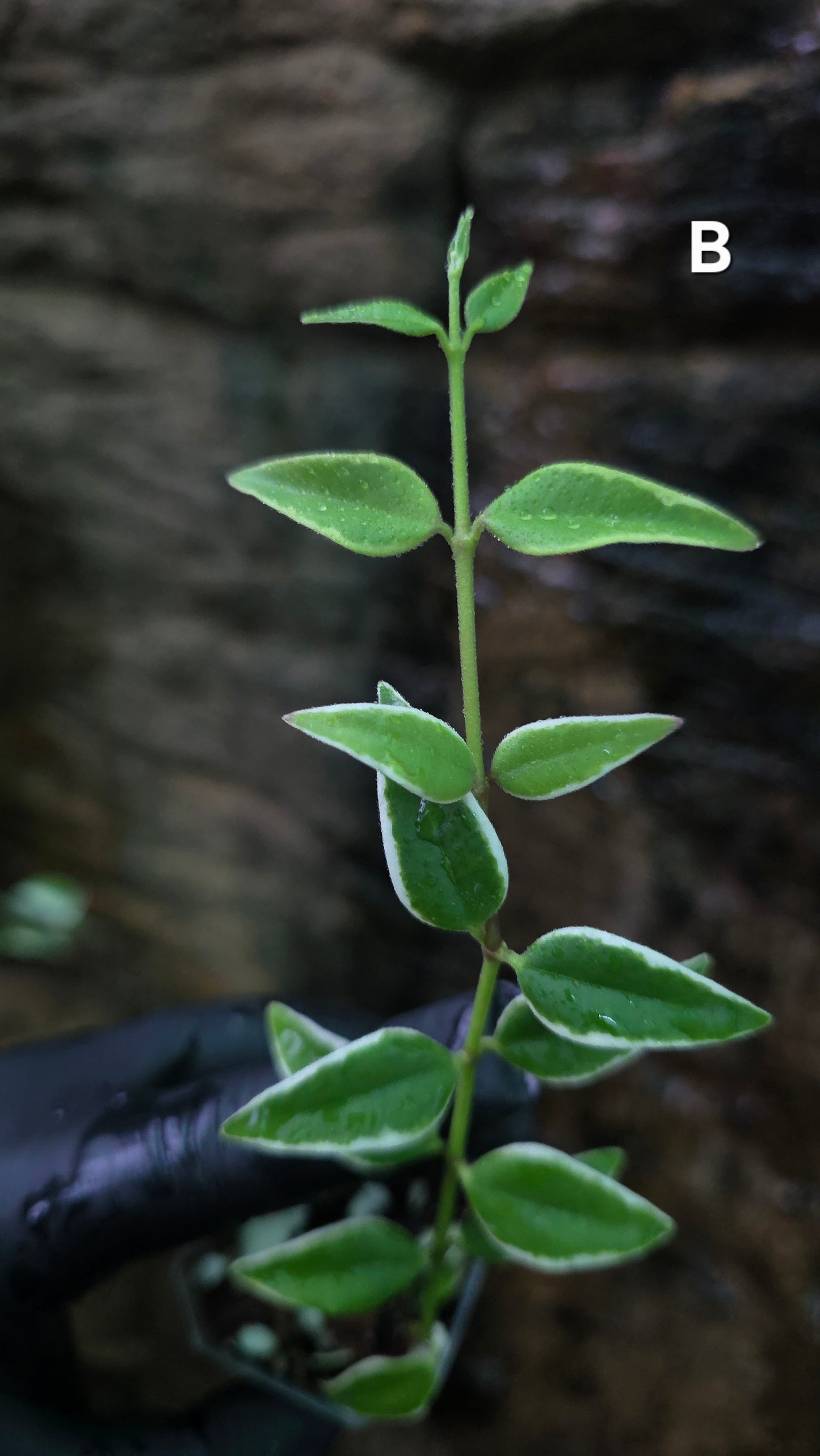 Hoya Bella outer Variegated
