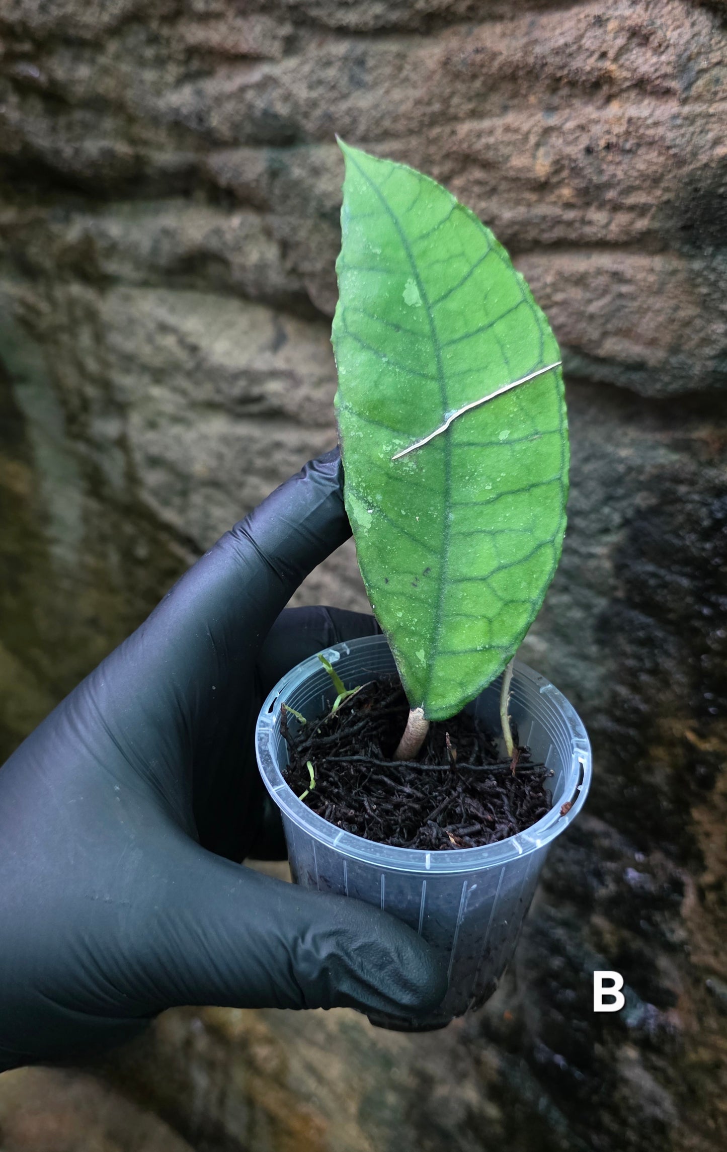 Hoya Nong Nooch IML 1541 H120