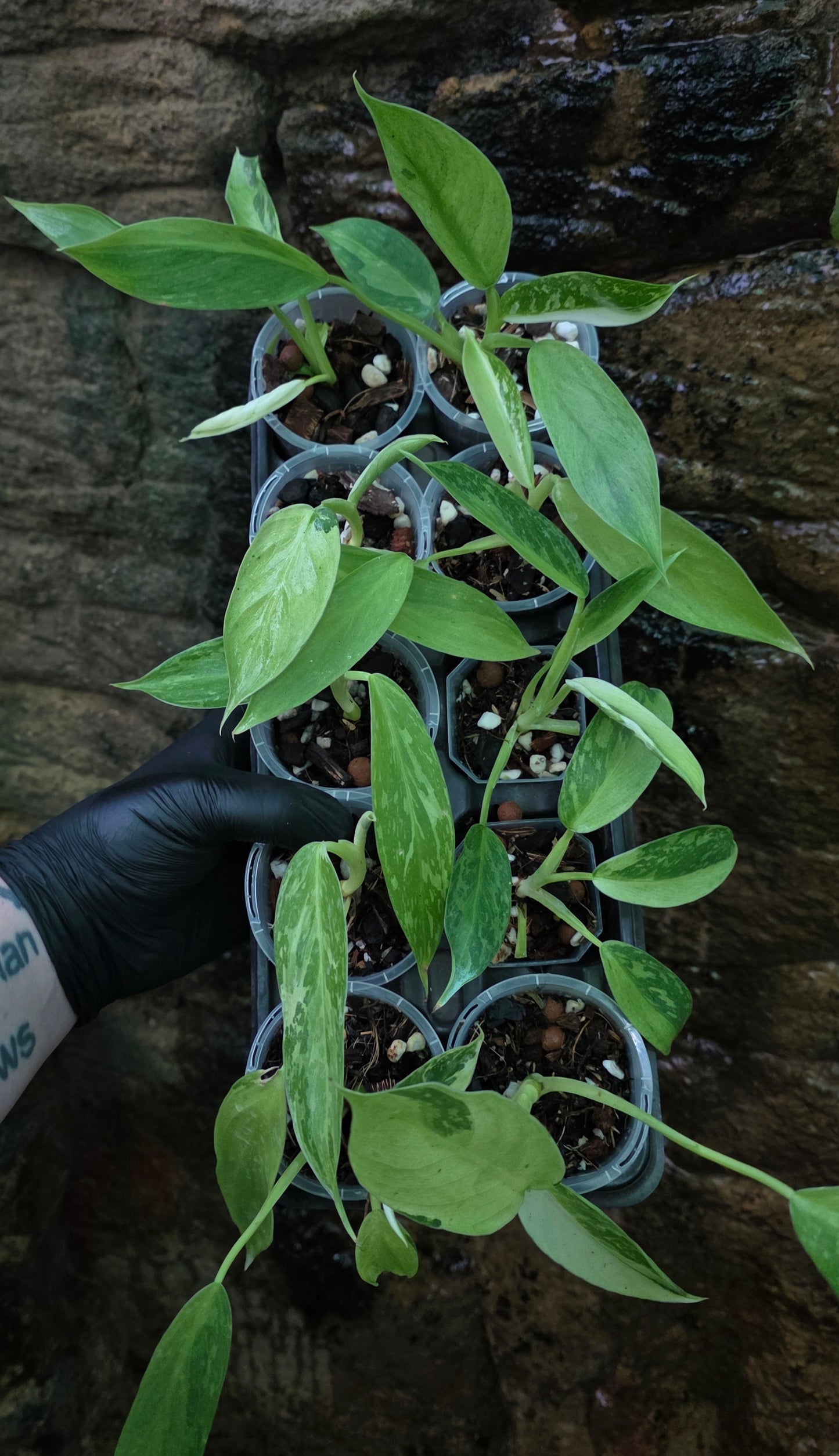 Philodendron Jose buono