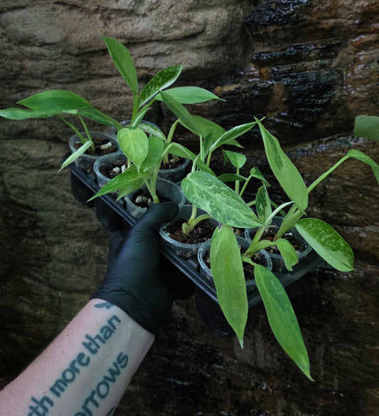 Philodendron Jose buono